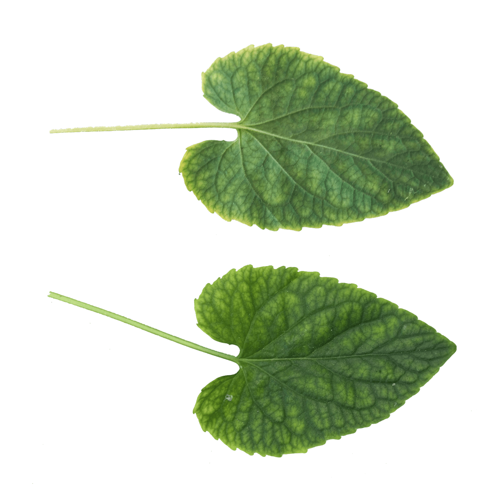 Green Leaf Transparent PNG Image