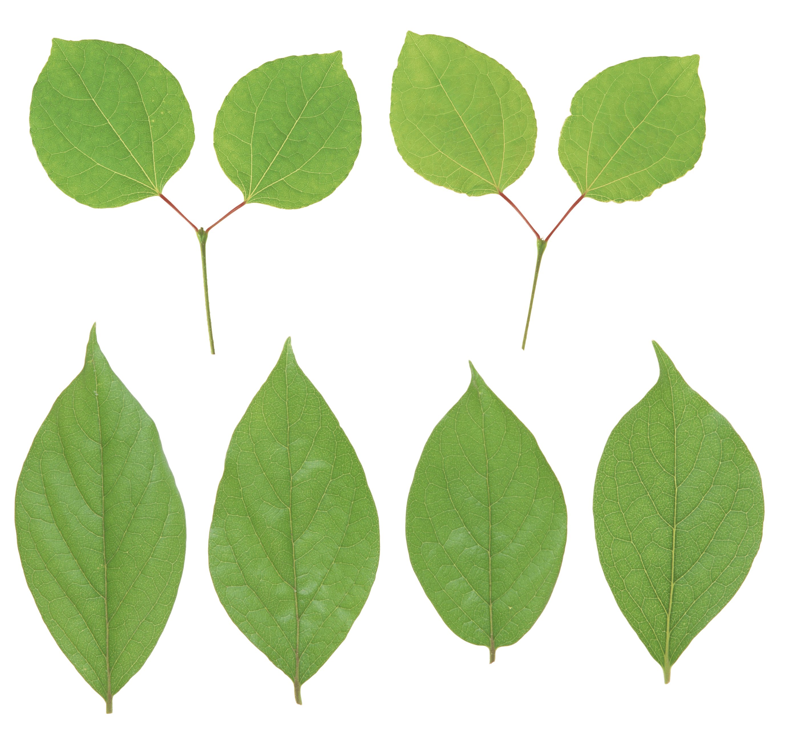Green Leaf Transparent PNG Image