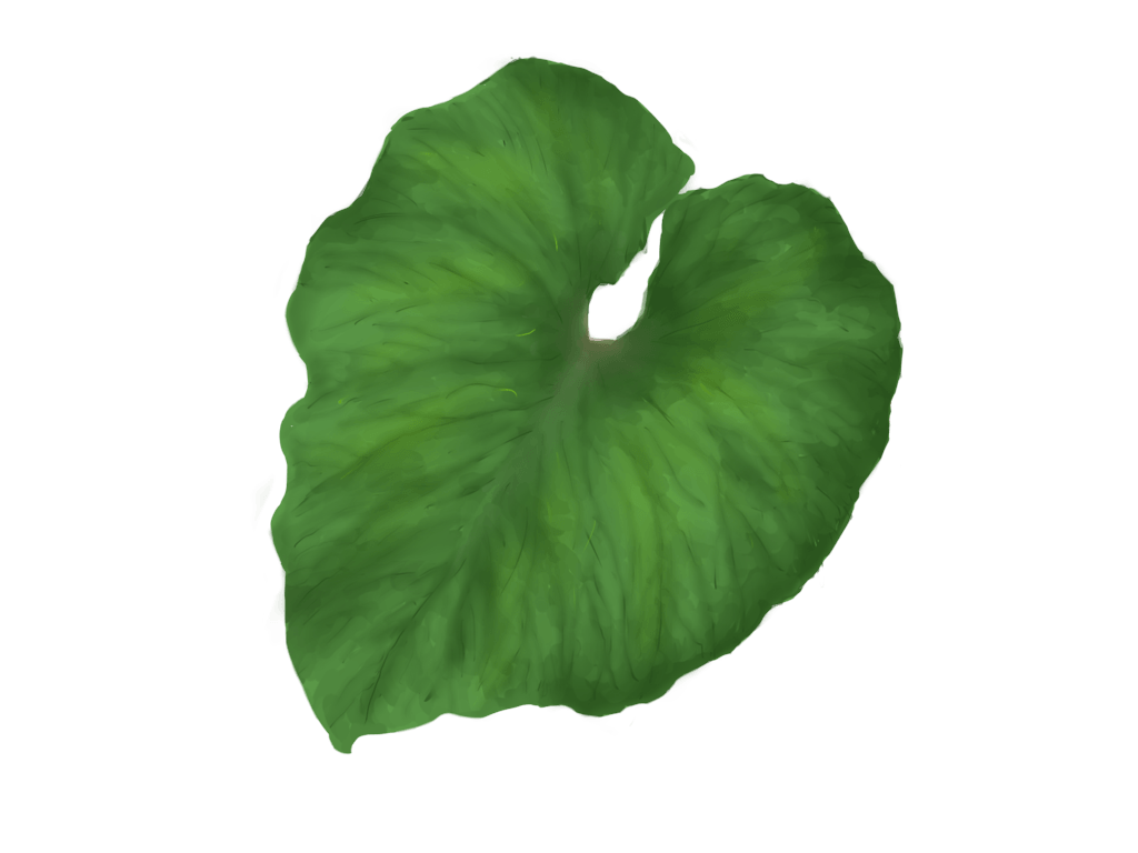 Green Leaf Transparent PNG Image