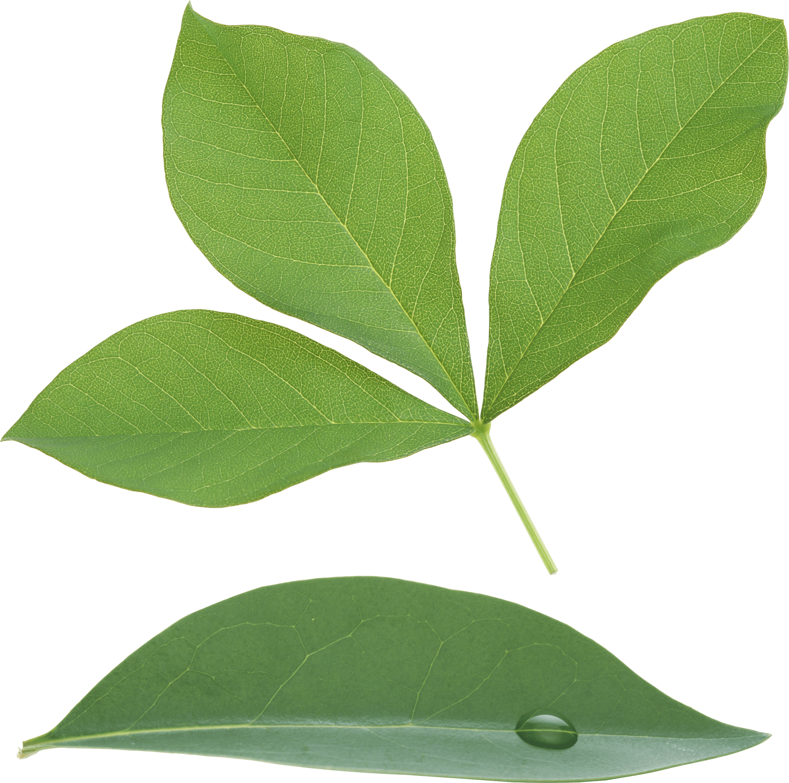 Green Leaf Transparent PNG Image