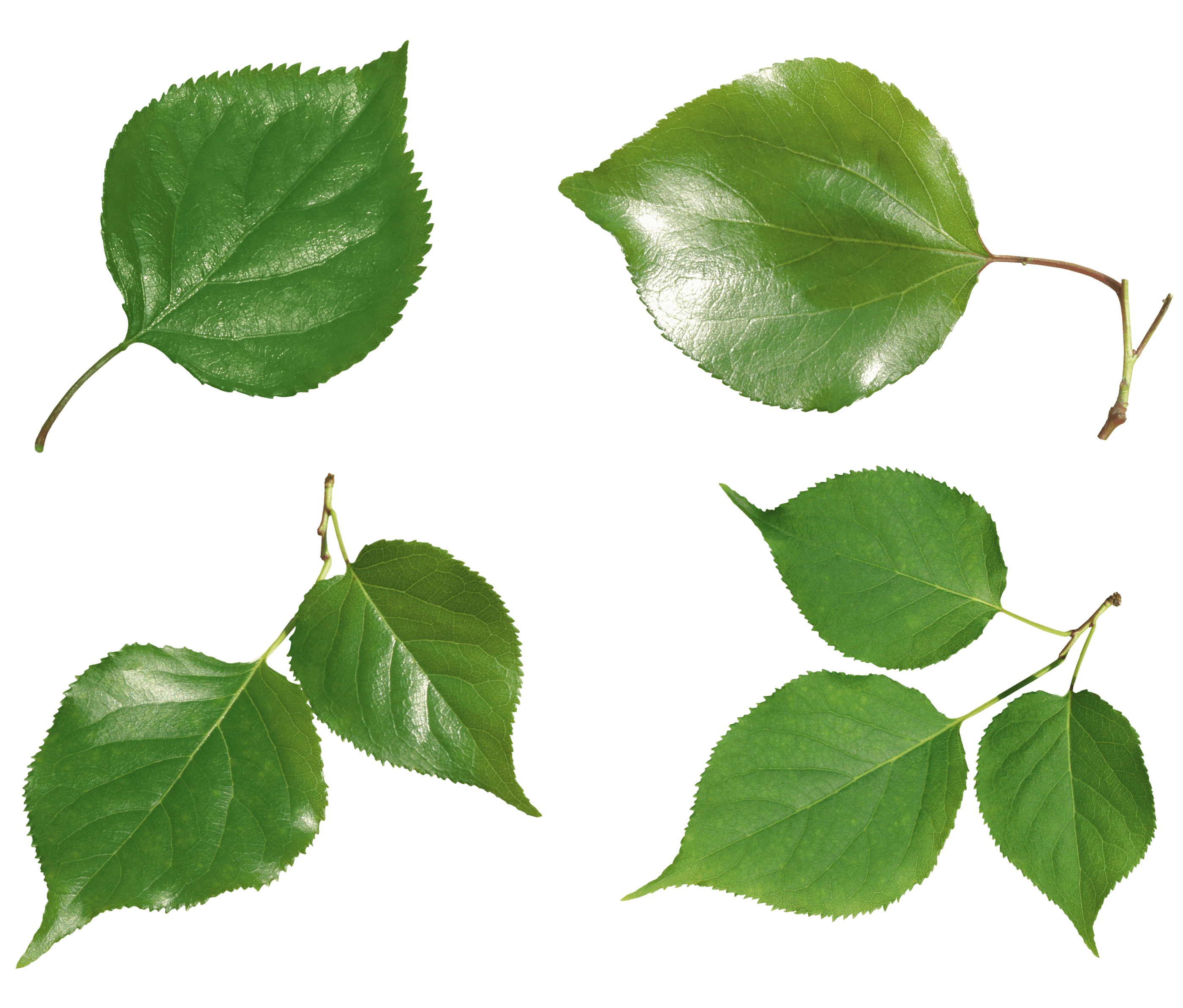 Green Leaf Transparent PNG Image