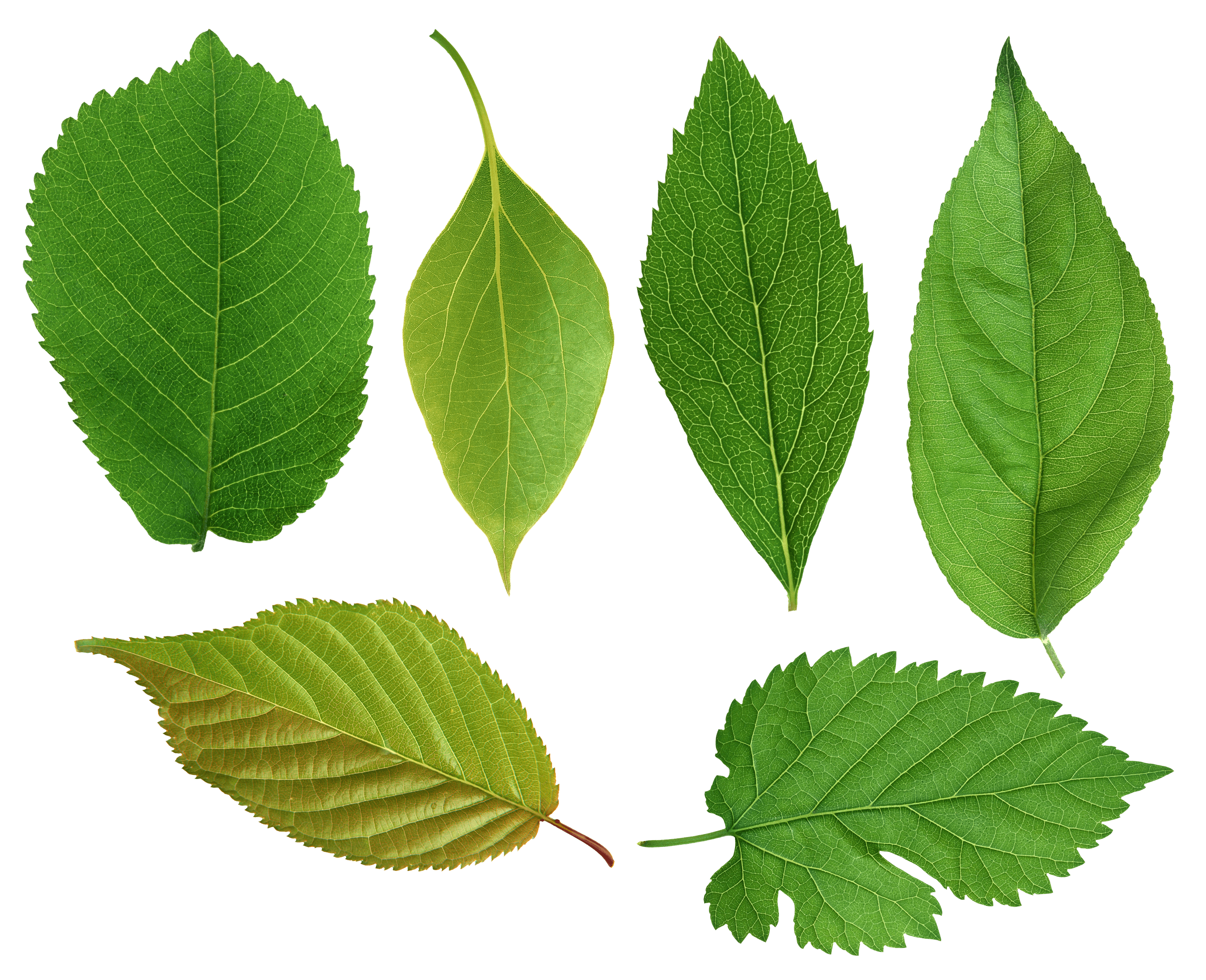 Green Leaf Transparent PNG Image