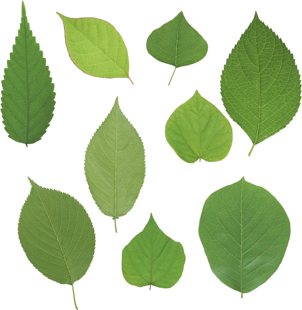 Green Leaves Transparent PNG Image