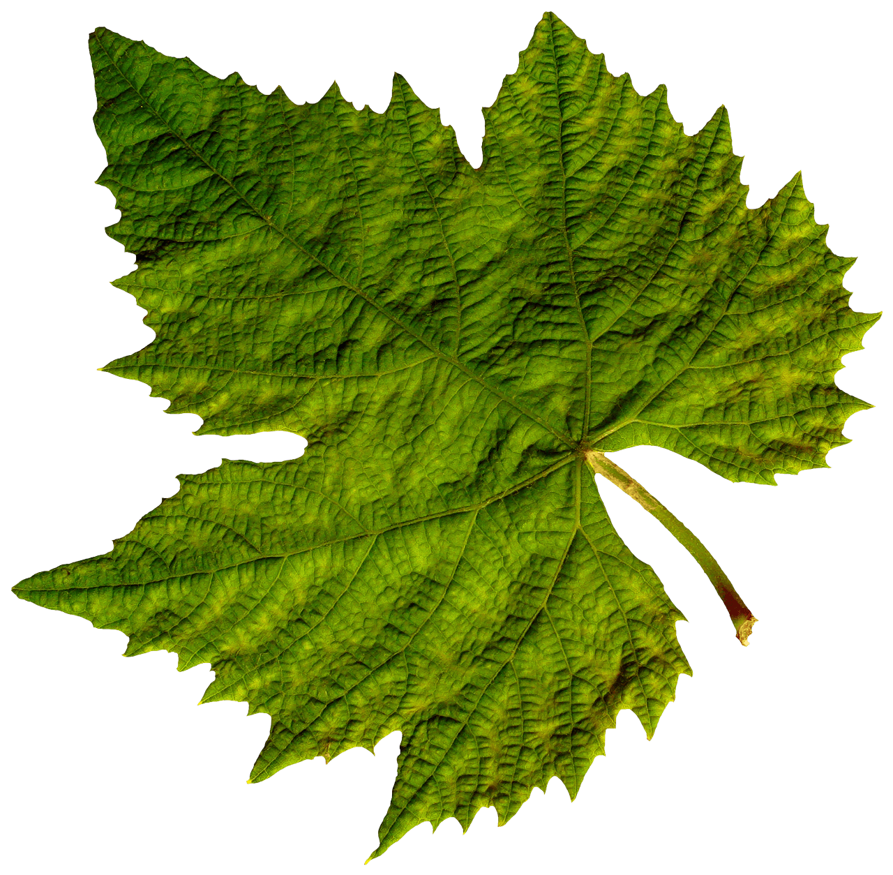 Green Leaf Transparent PNG Image