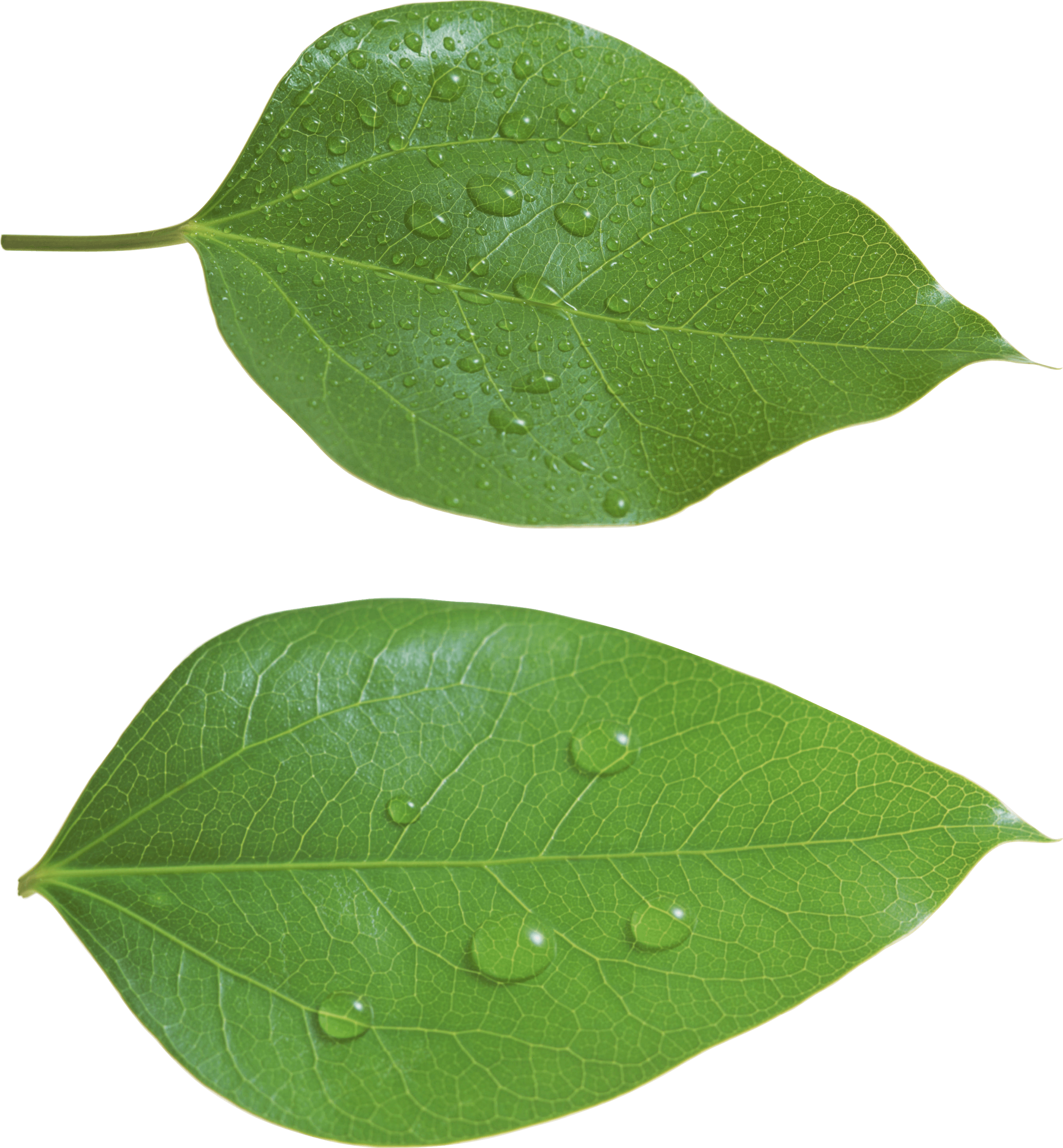 Green Leaf Transparent PNG Image