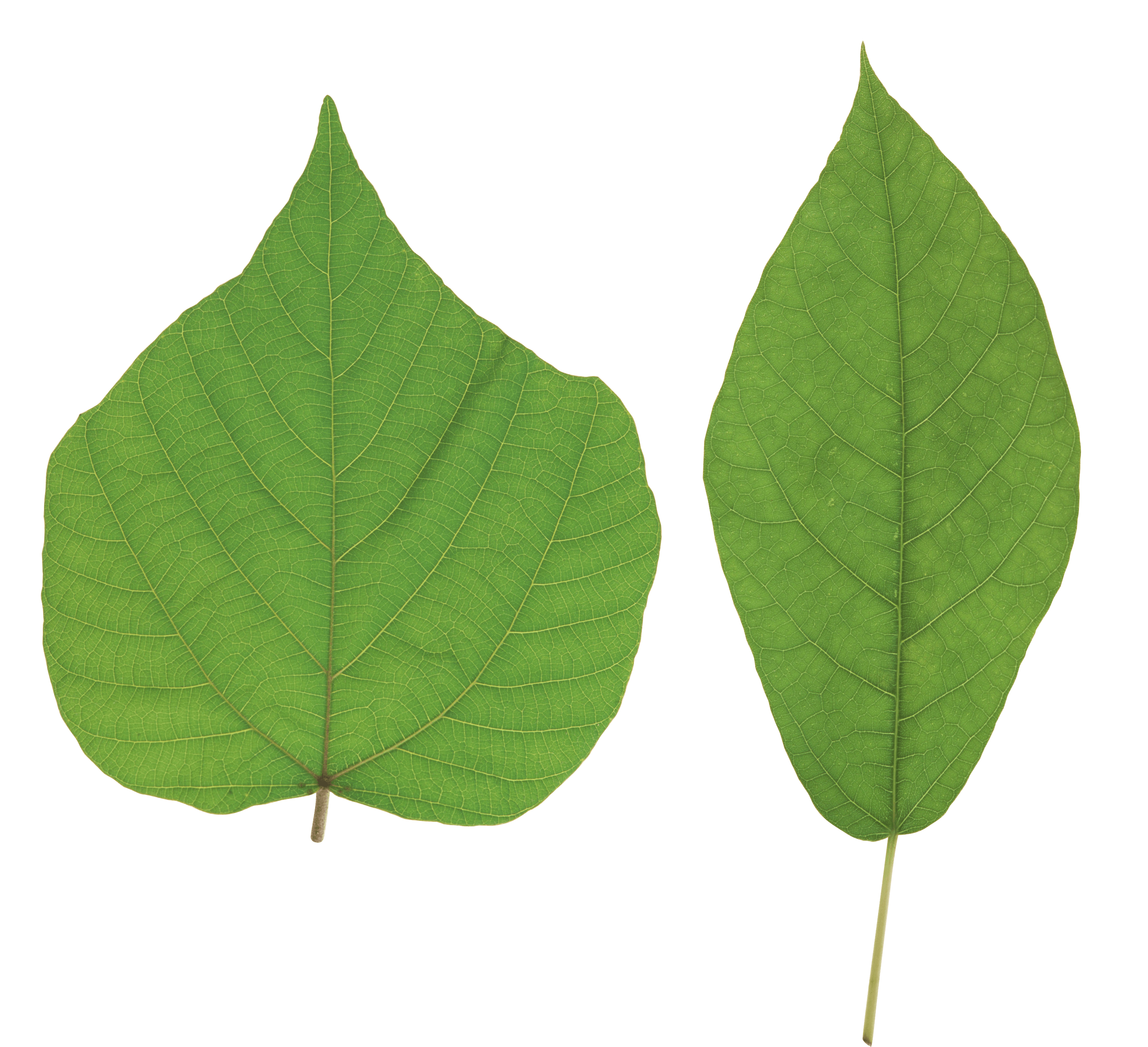 Green Leaf Transparent PNG Image