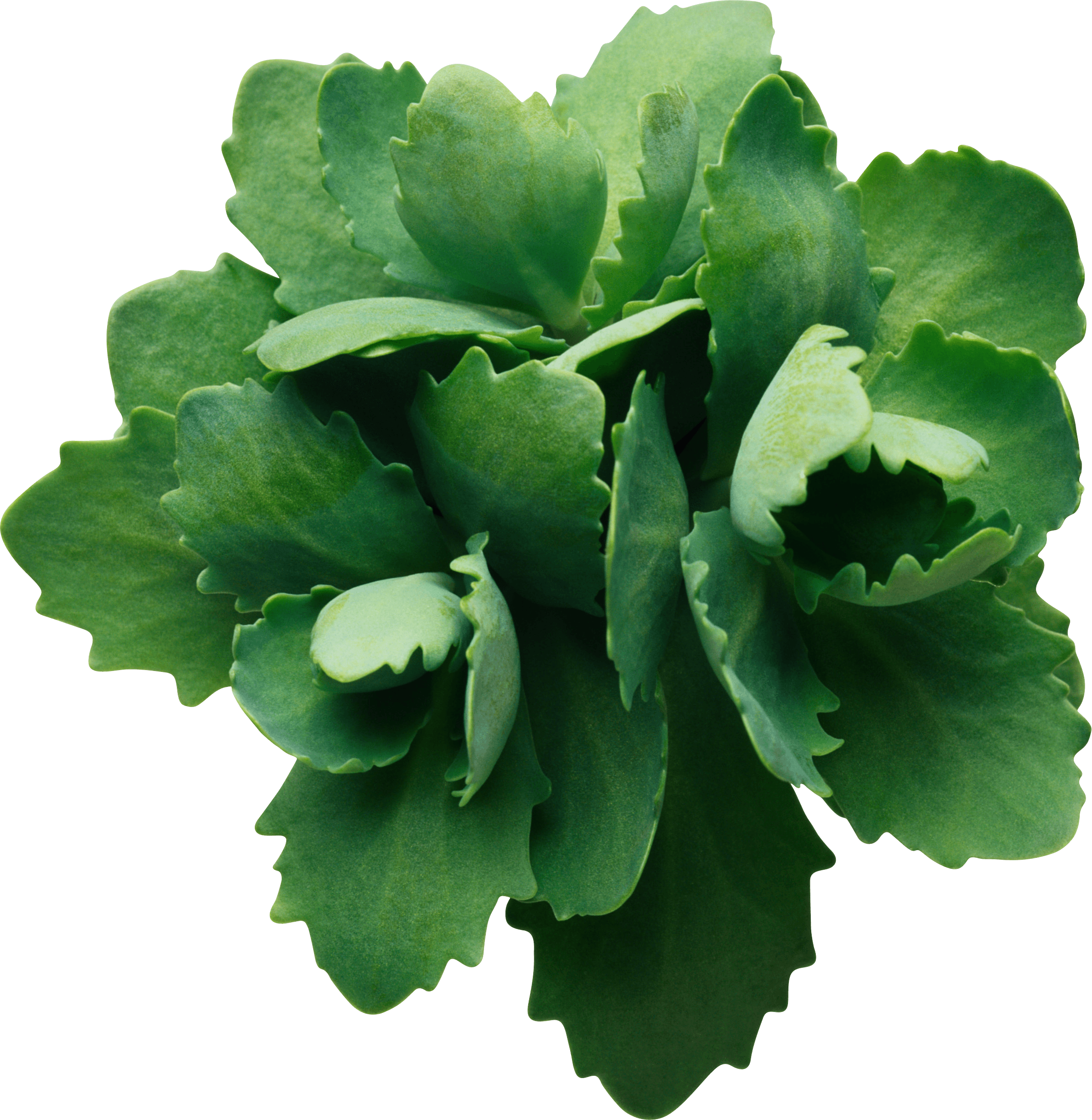 Green Leaf Transparent PNG Image