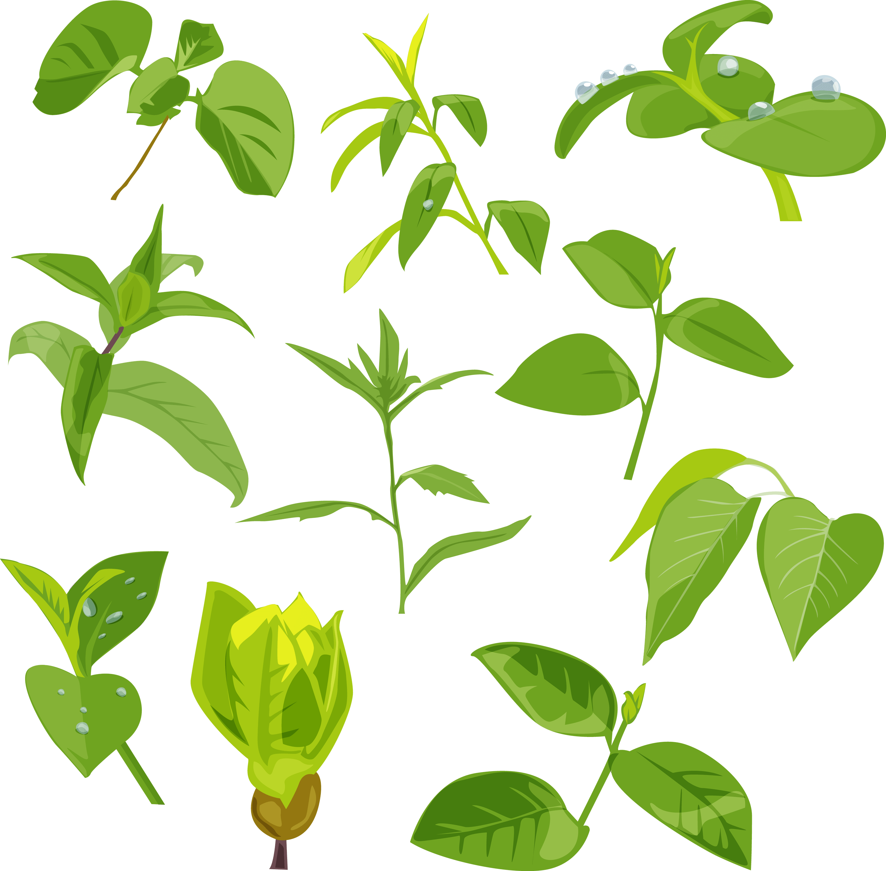 Green Leaves Transparent PNG Image