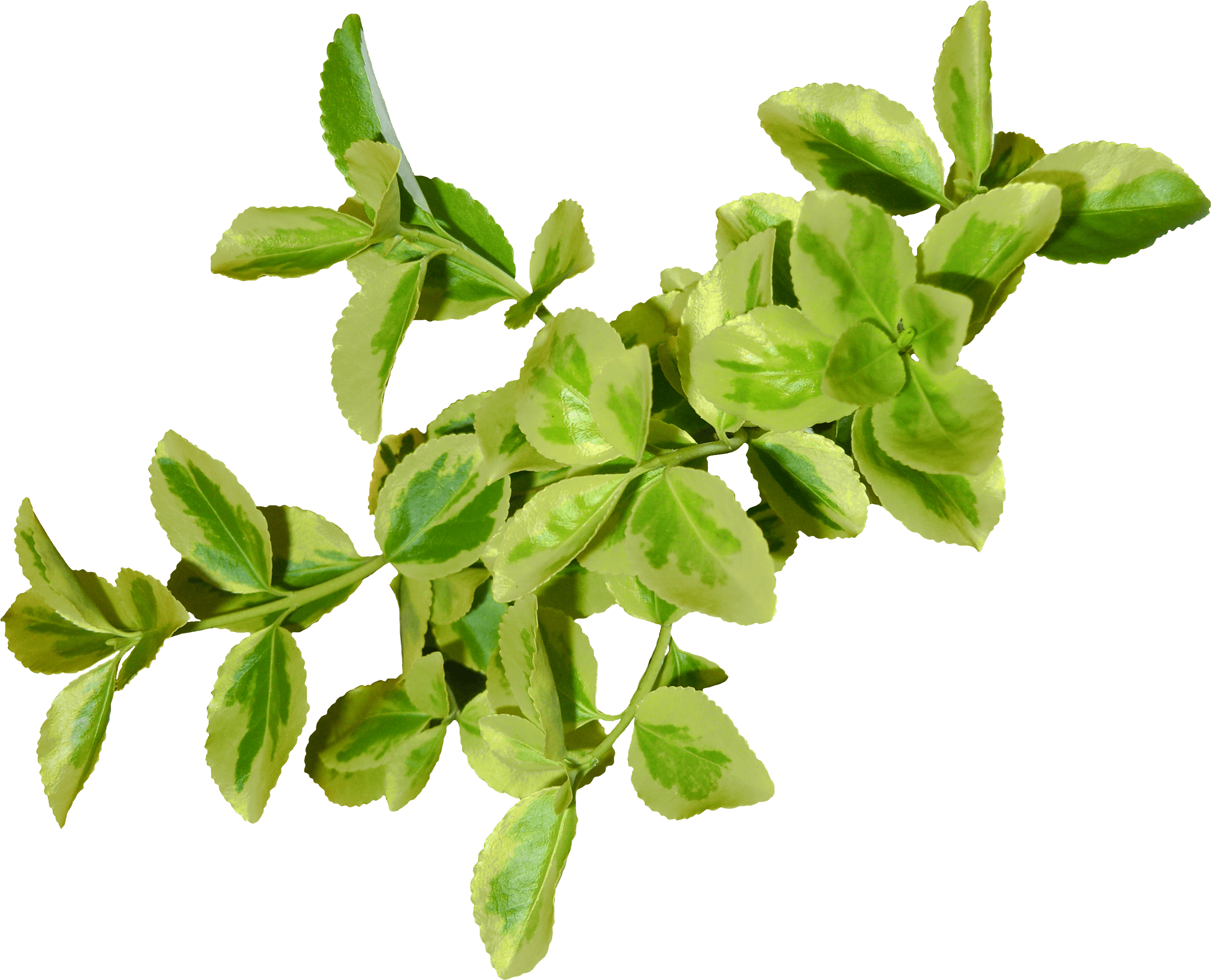 Green Leaf Transparent PNG Image