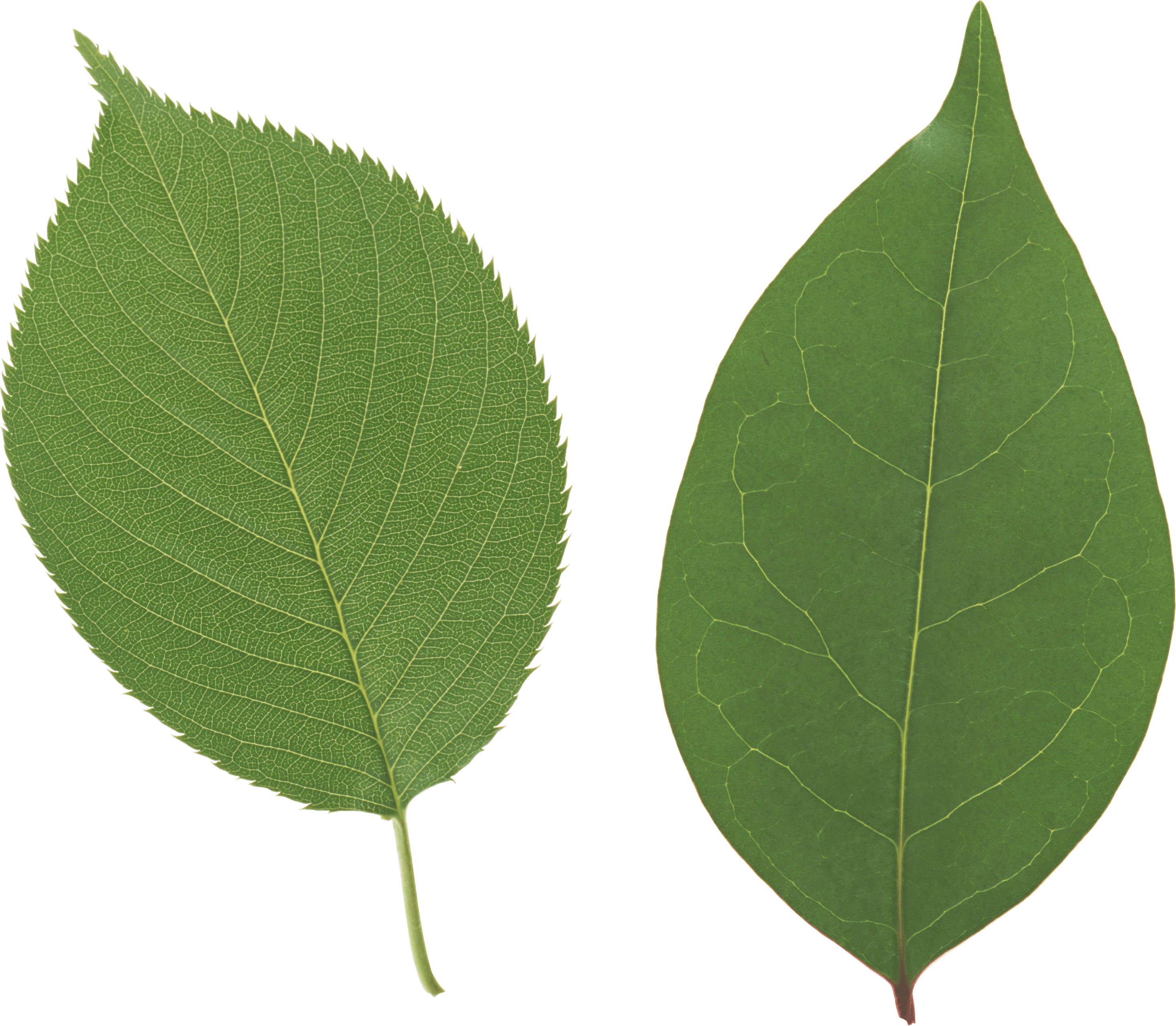 Green Leaf Transparent PNG Image