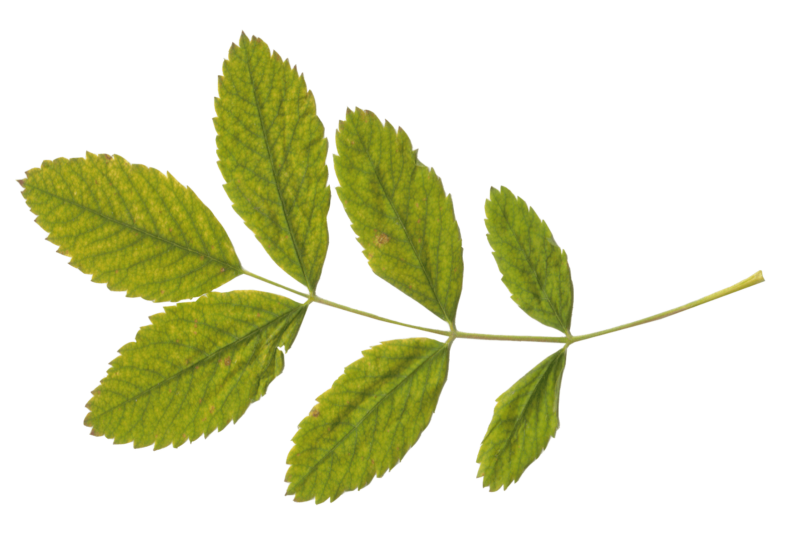 Green Leaf Transparent PNG Image