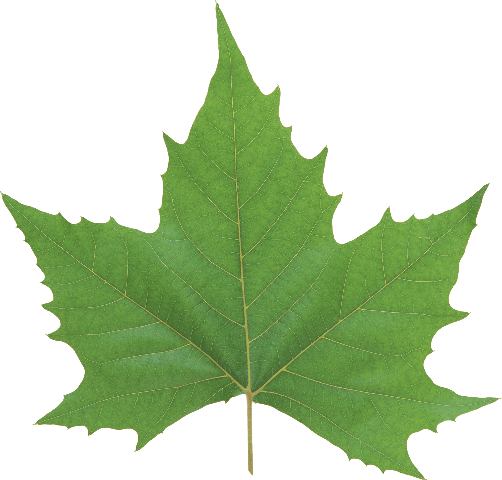 Green Leaf Transparent PNG Image
