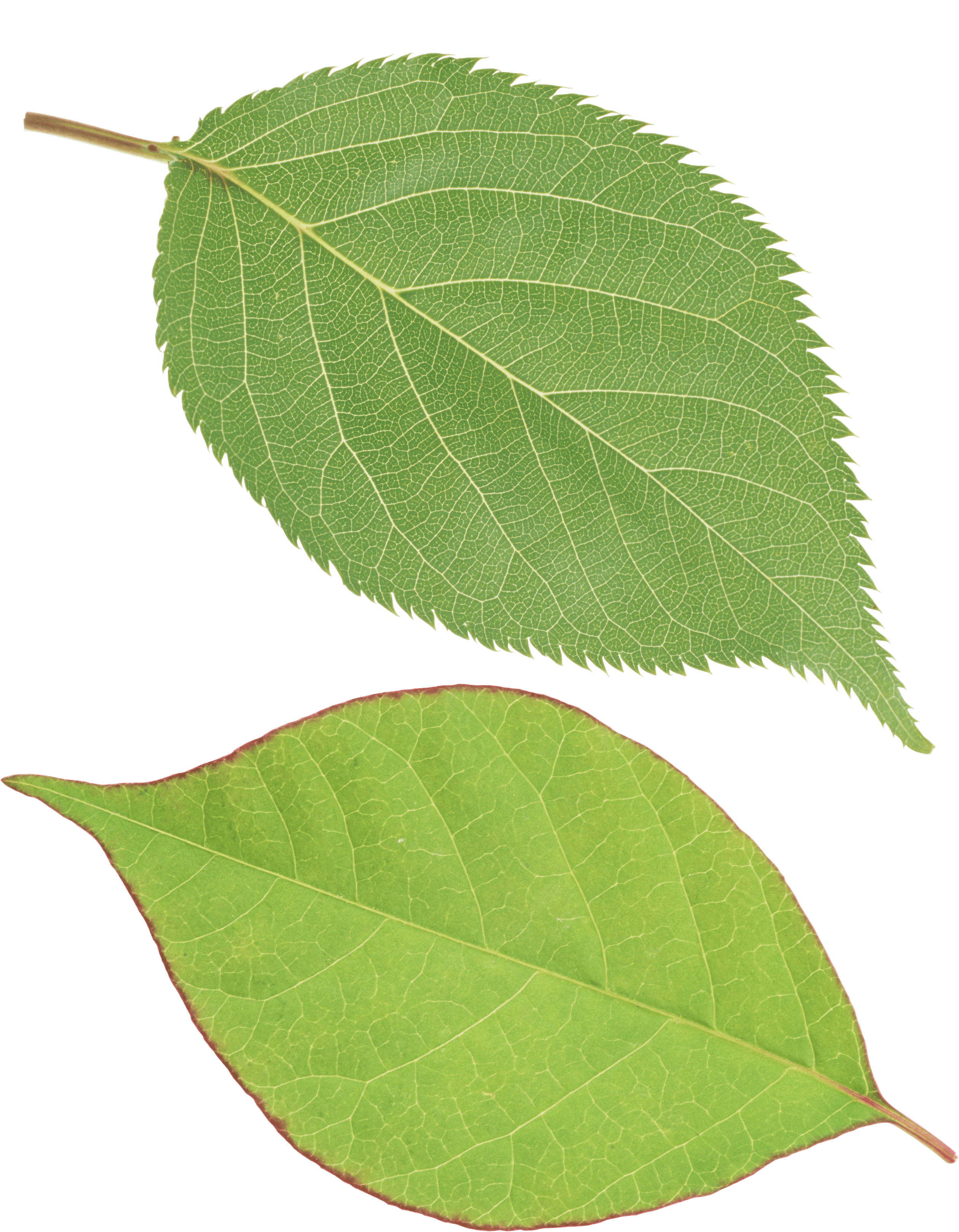 Green Leaf Transparent PNG Image