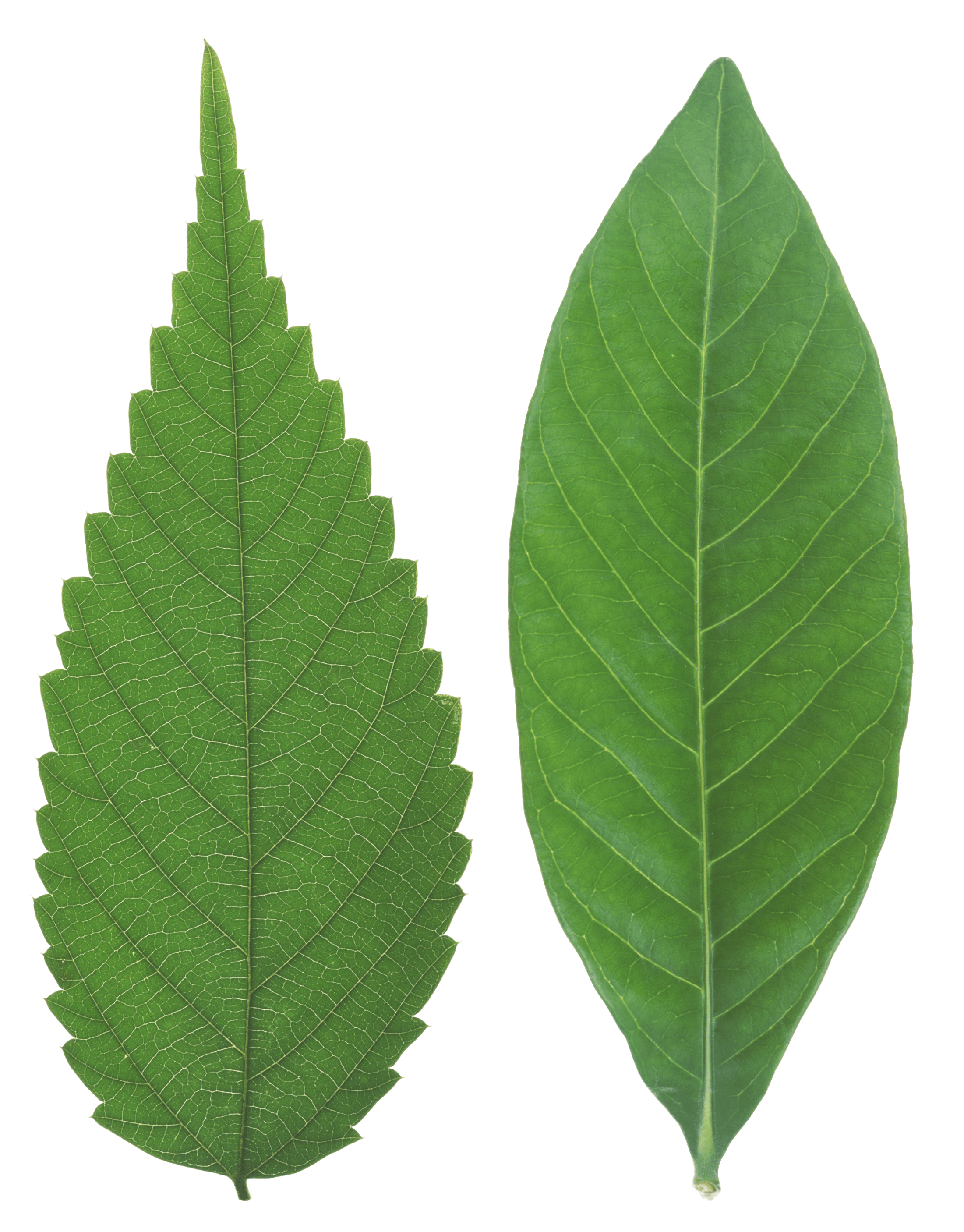 Green Leaf Transparent PNG Image