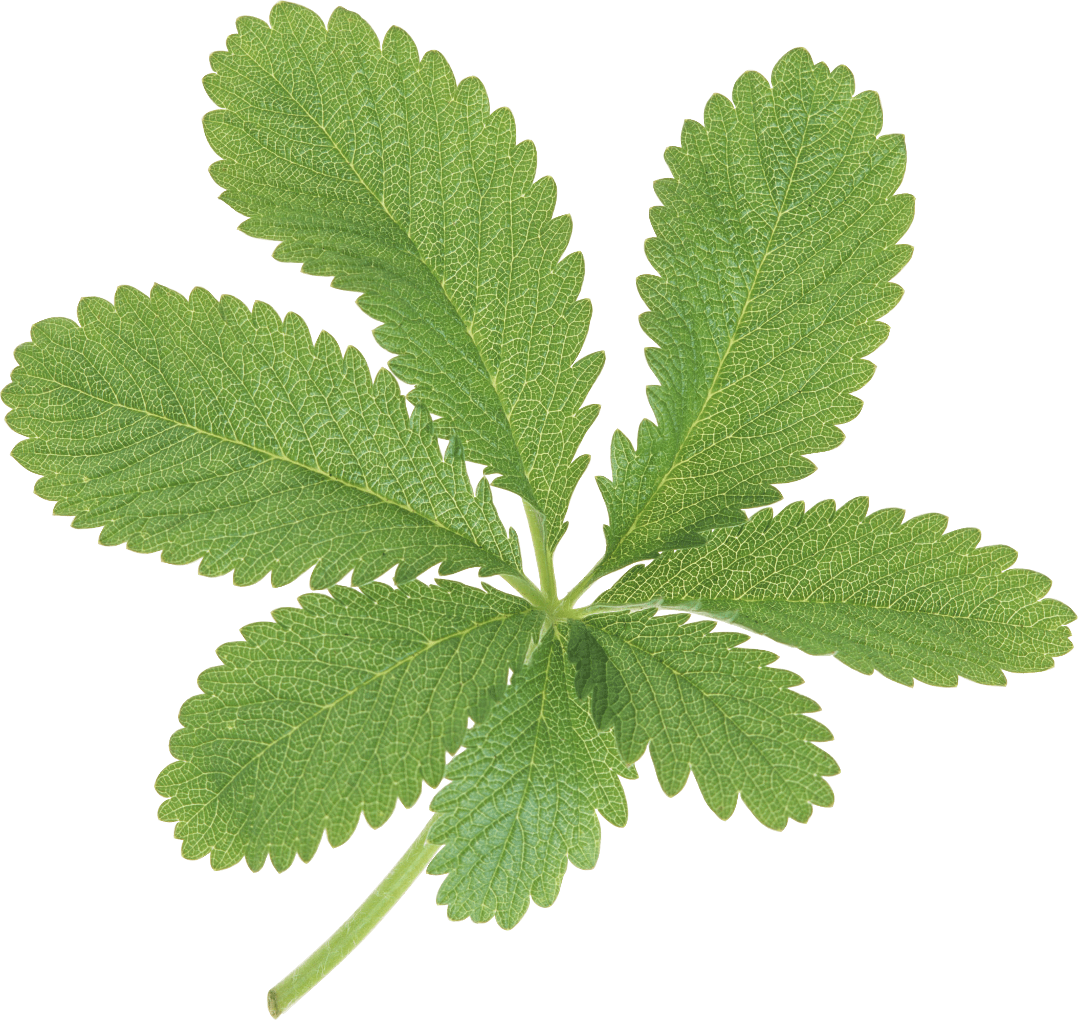 Green Leaf Transparent PNG Image