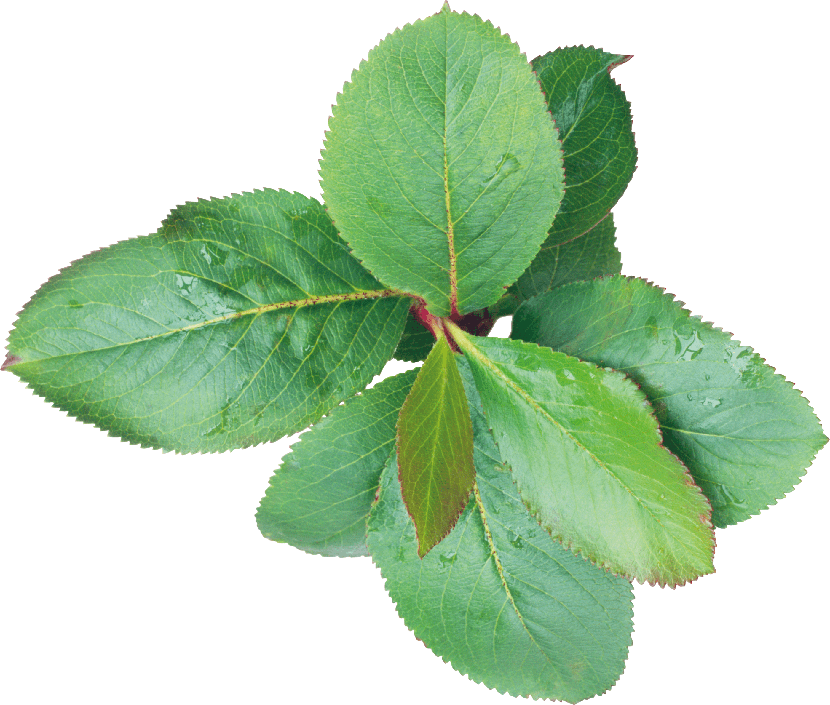 Green Leaf Transparent PNG Image