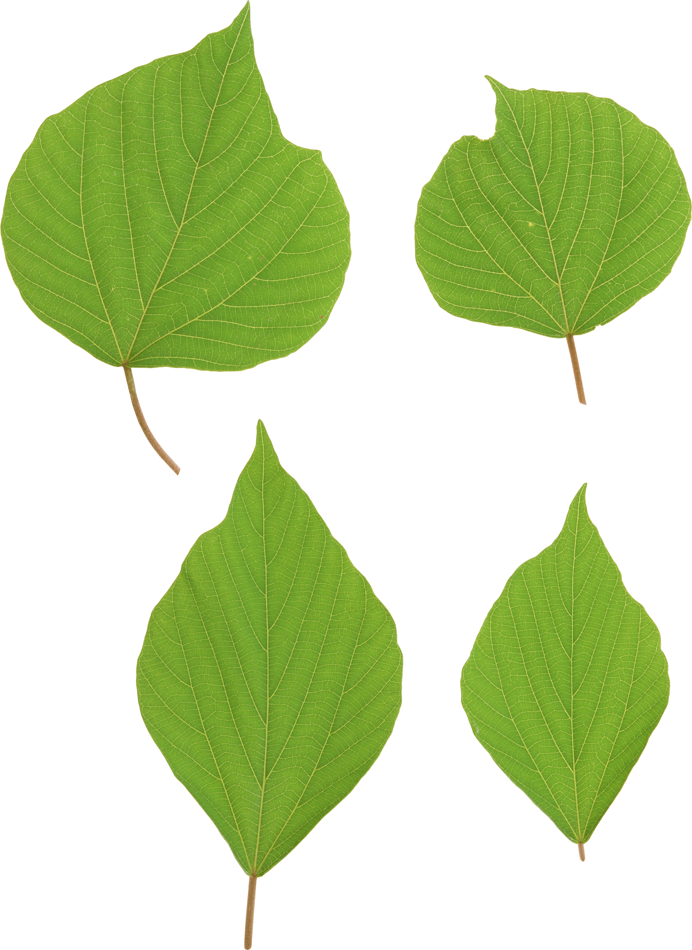 Green Leaves Transparent PNG Image