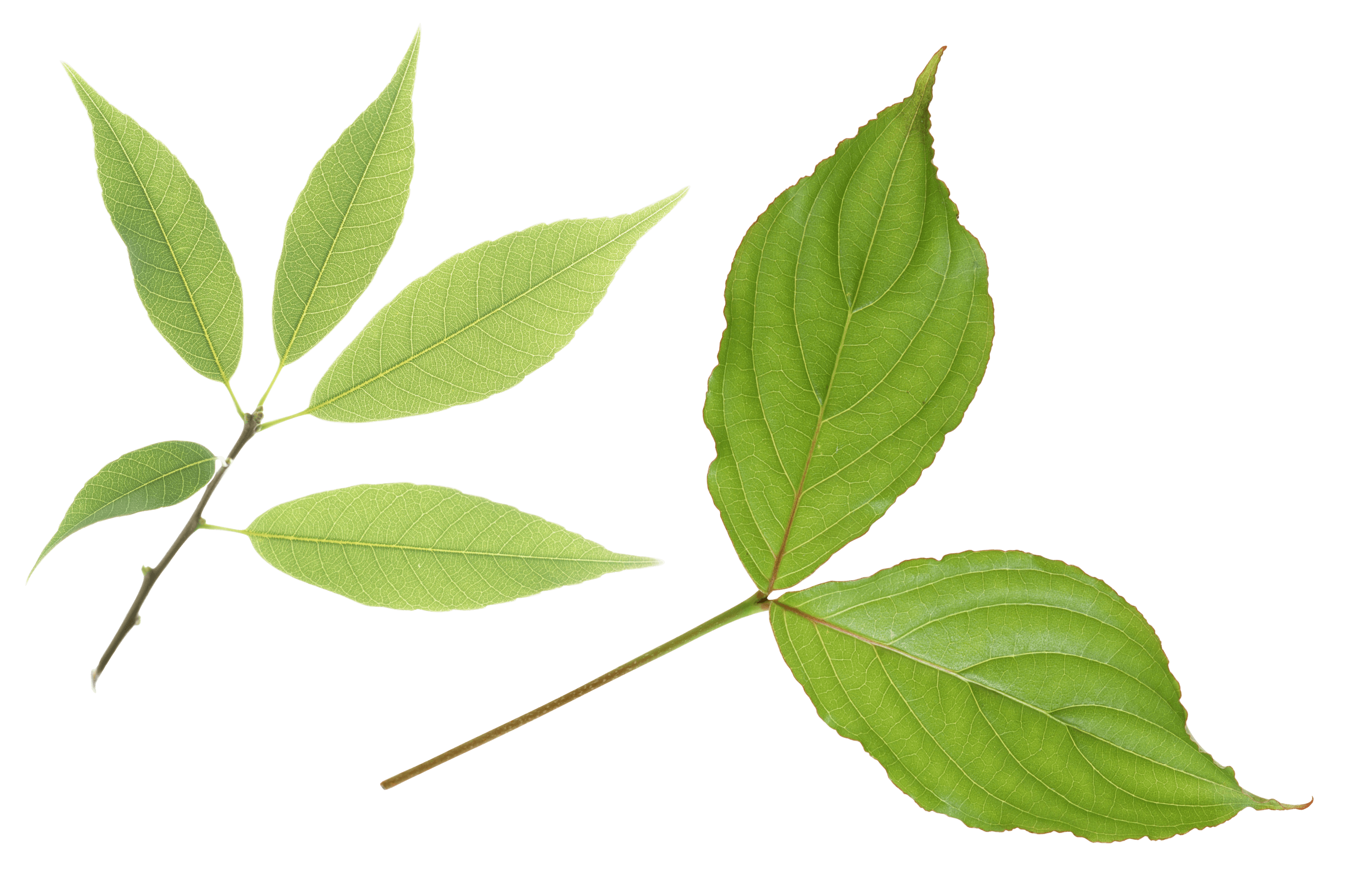Green Leaf Transparent PNG Image