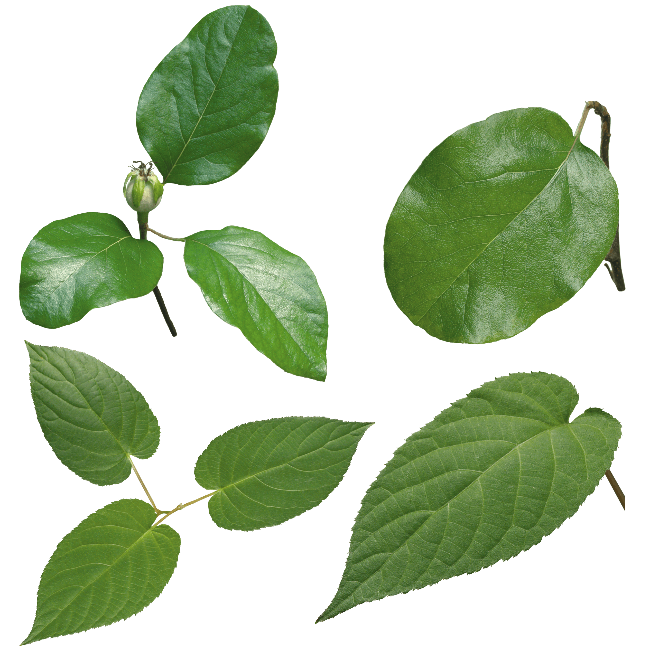 Green Leaf Transparent PNG Image