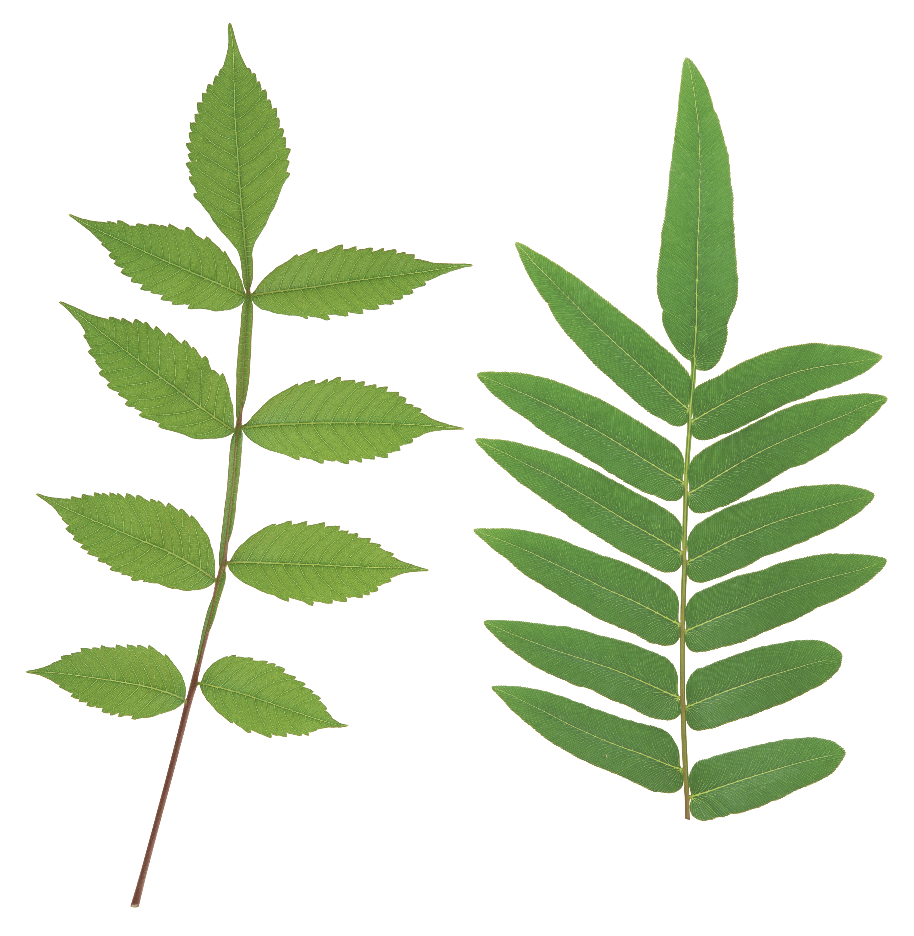 Green Leaf Transparent PNG Image