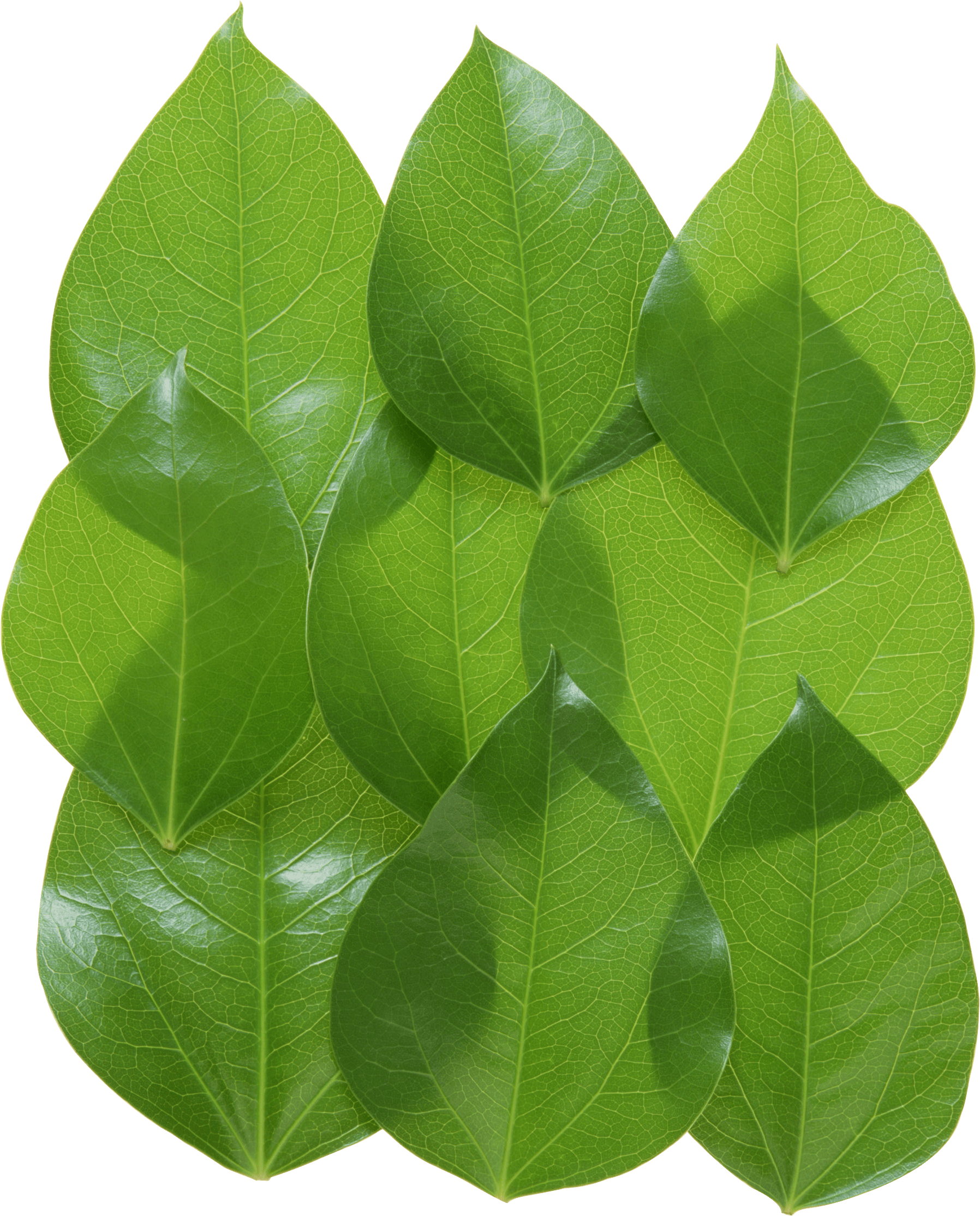Green Leaves Transparent PNG Image