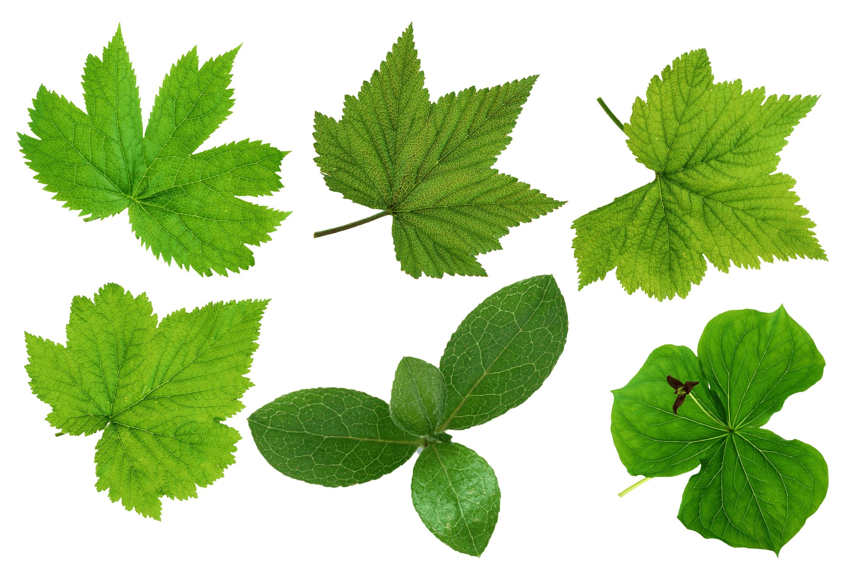 Green Leaves Transparent PNG Image
