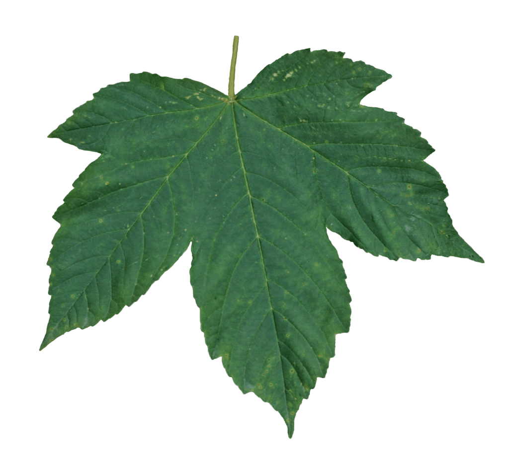 Green Leaf Transparent PNG Image