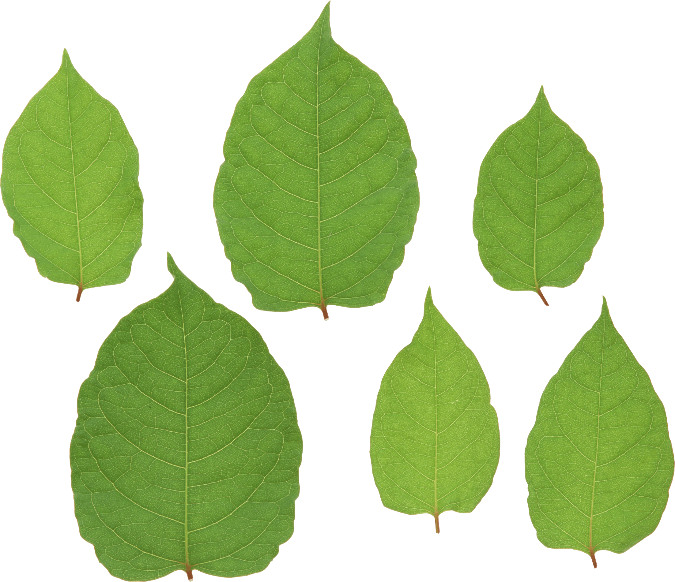 Green Leaf Transparent PNG Image
