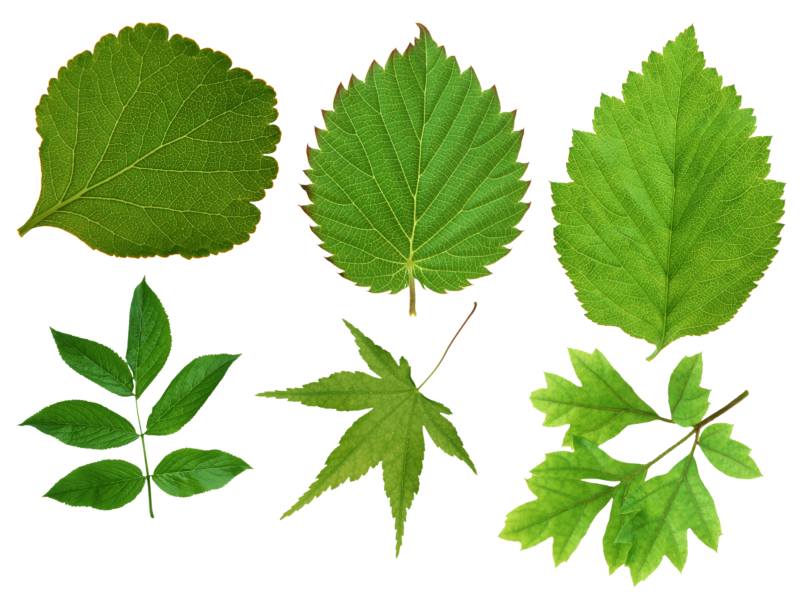 Green Leaf Transparent PNG Image