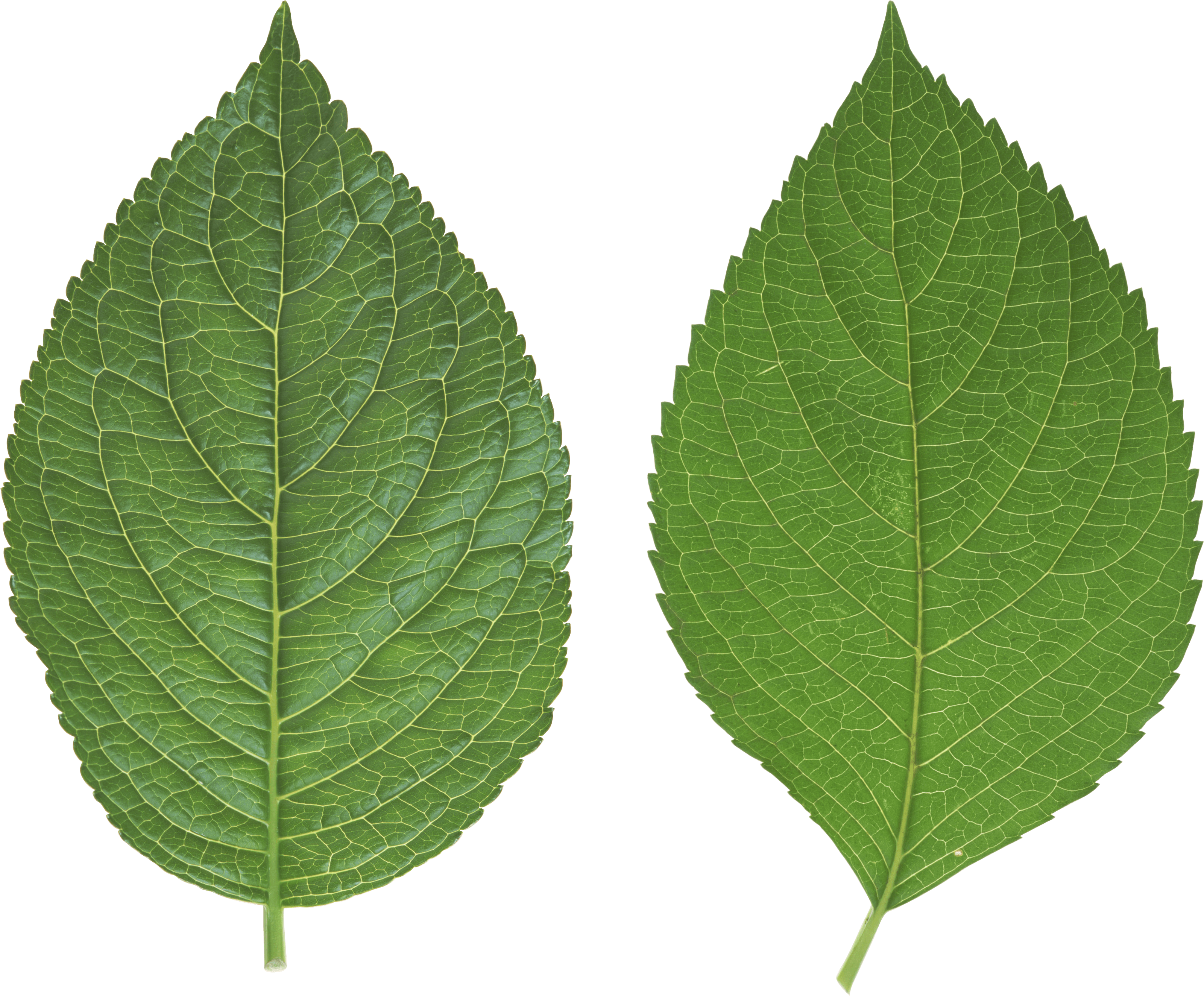Green Leaf Transparent PNG Image