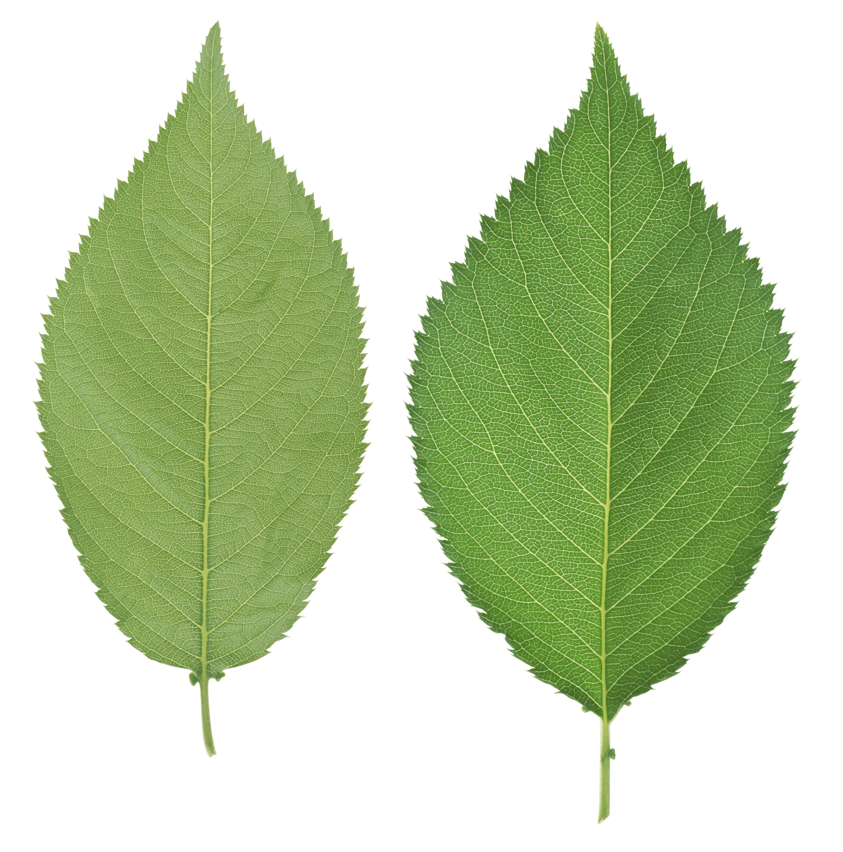Green Leaf Transparent PNG Image