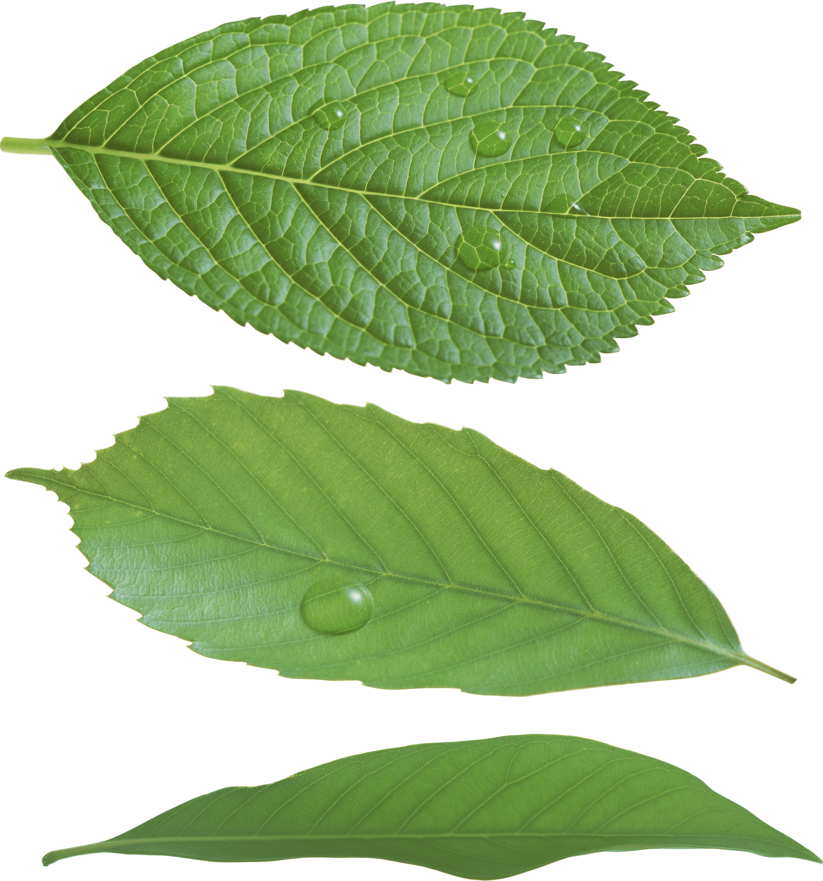 Green Leaf Transparent PNG Image