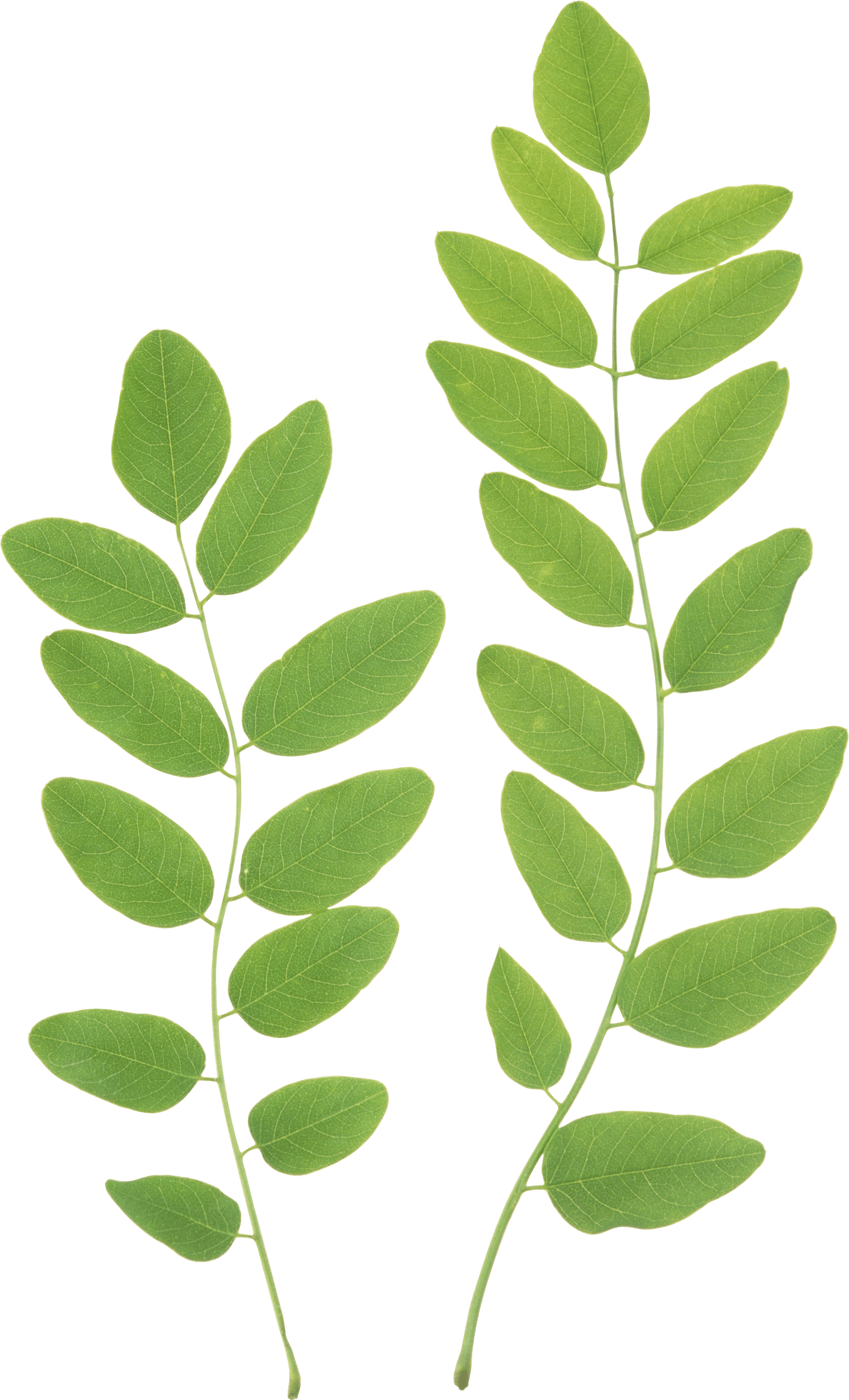 Green Leaf Transparent PNG Image