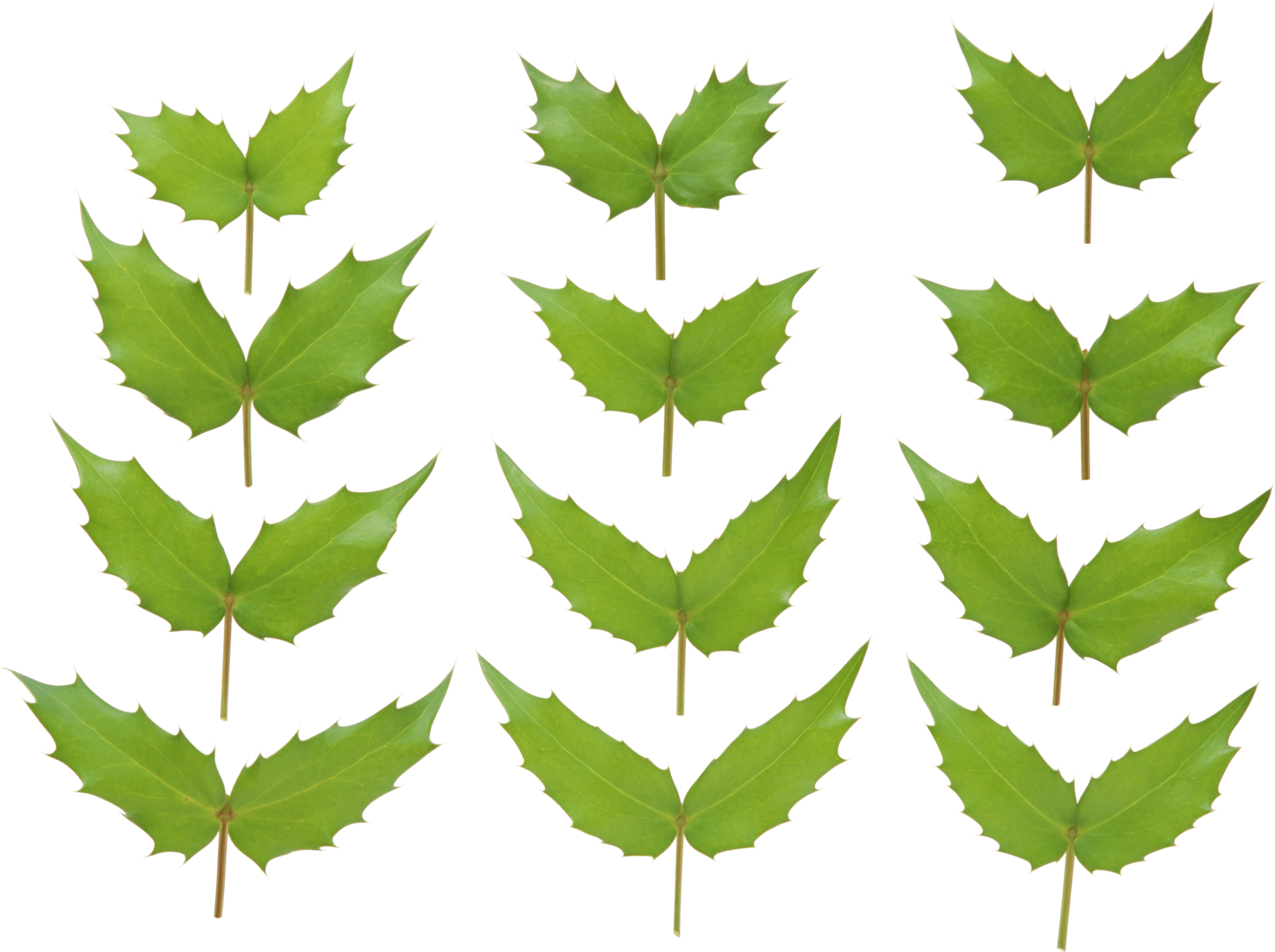 Green Leaf Transparent PNG Image