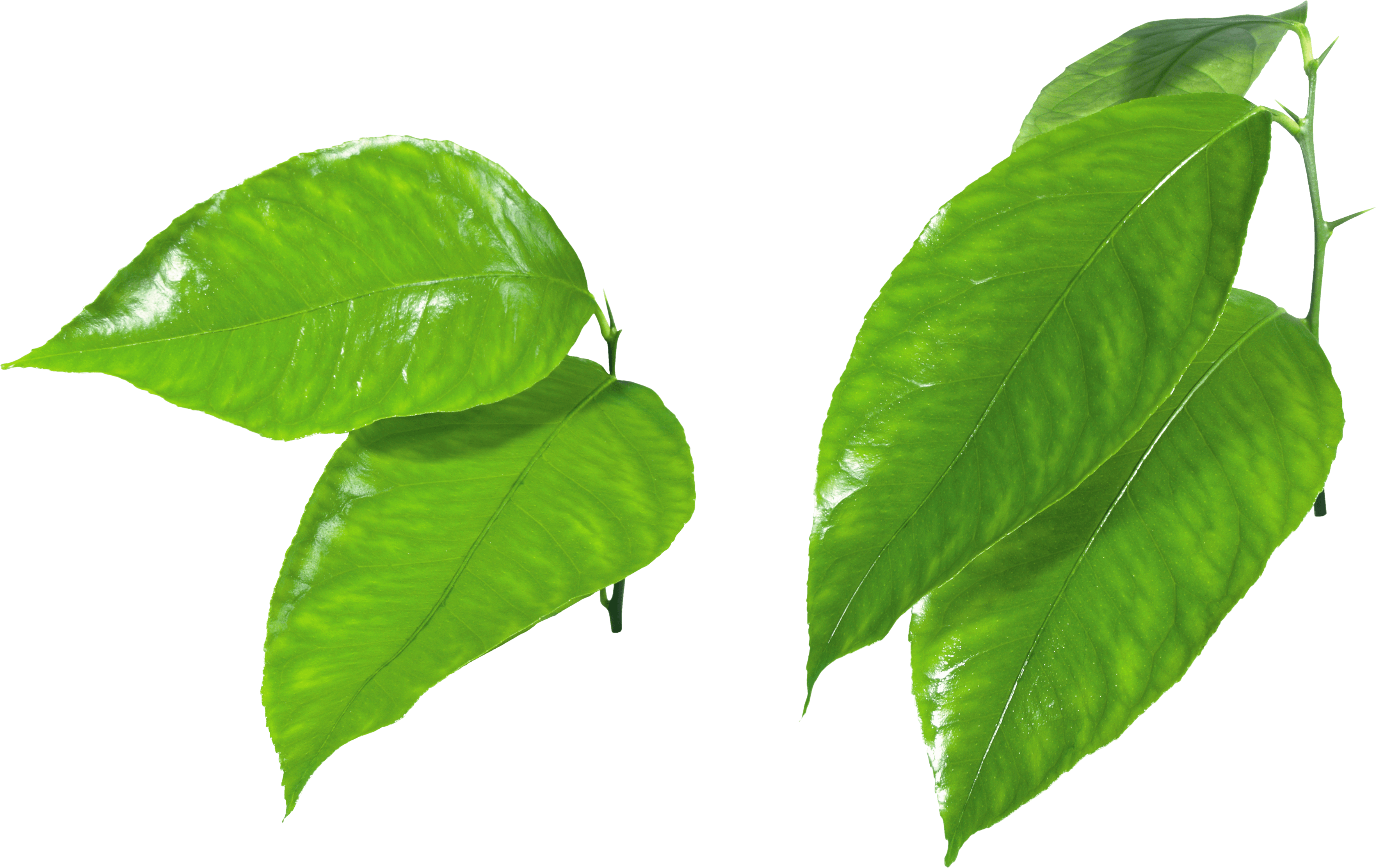 Green Leaf Transparent PNG Image