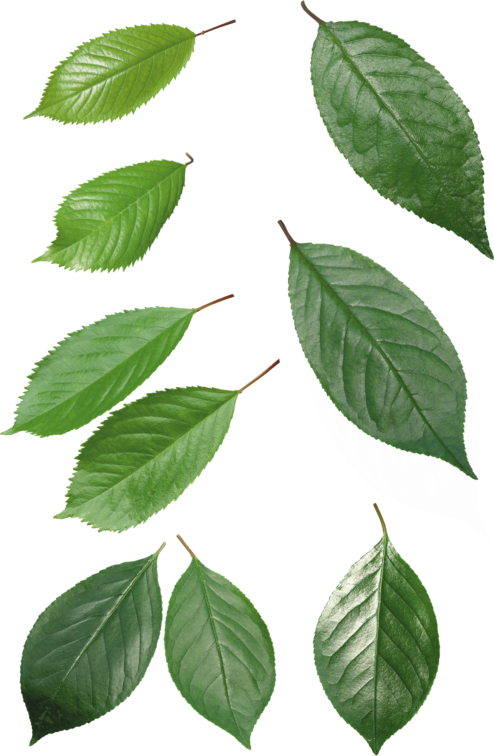 Green Leaf Transparent PNG Image