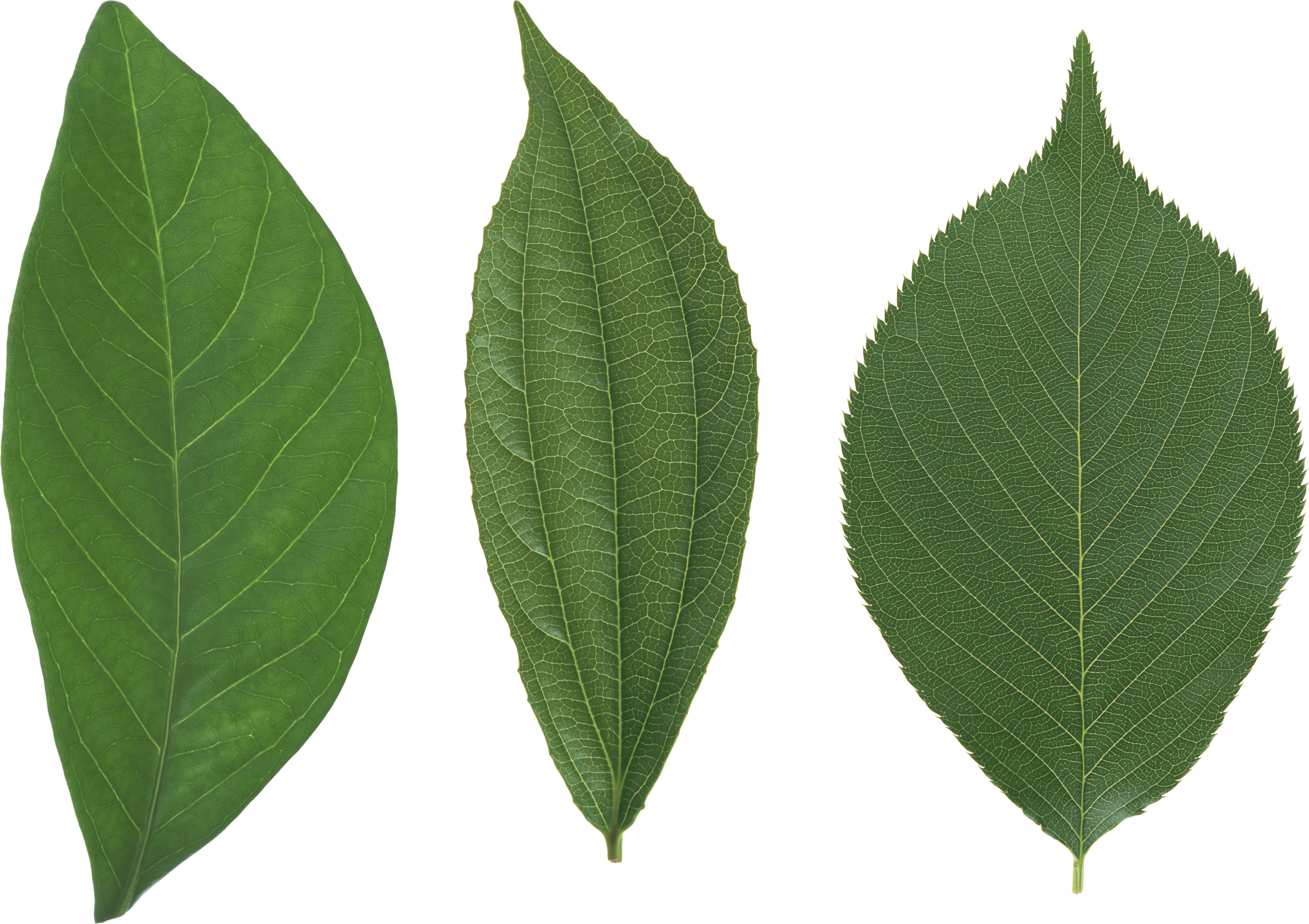 Green Leaf Transparent PNG Image