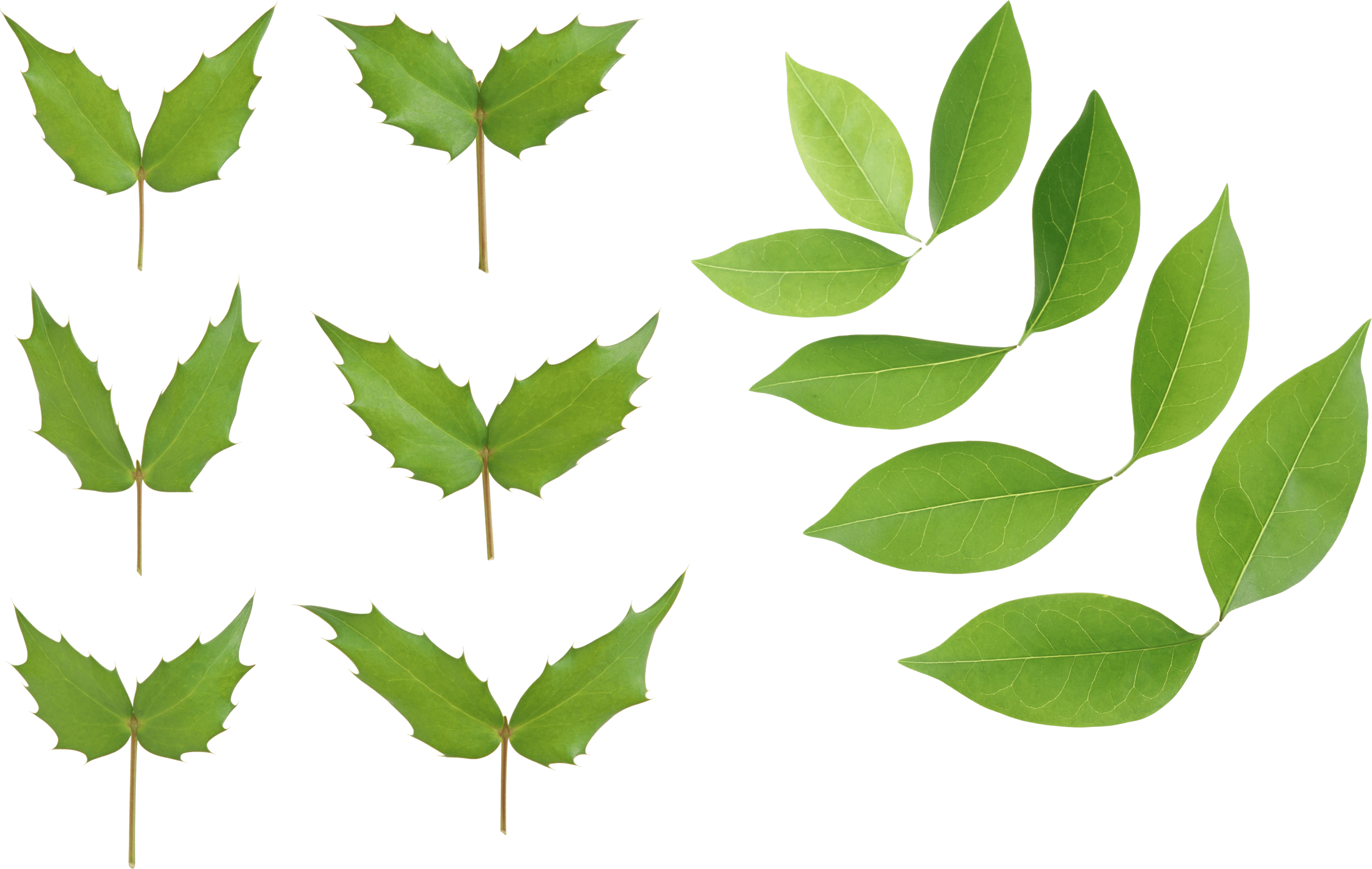 Green Leaves Transparent PNG Image