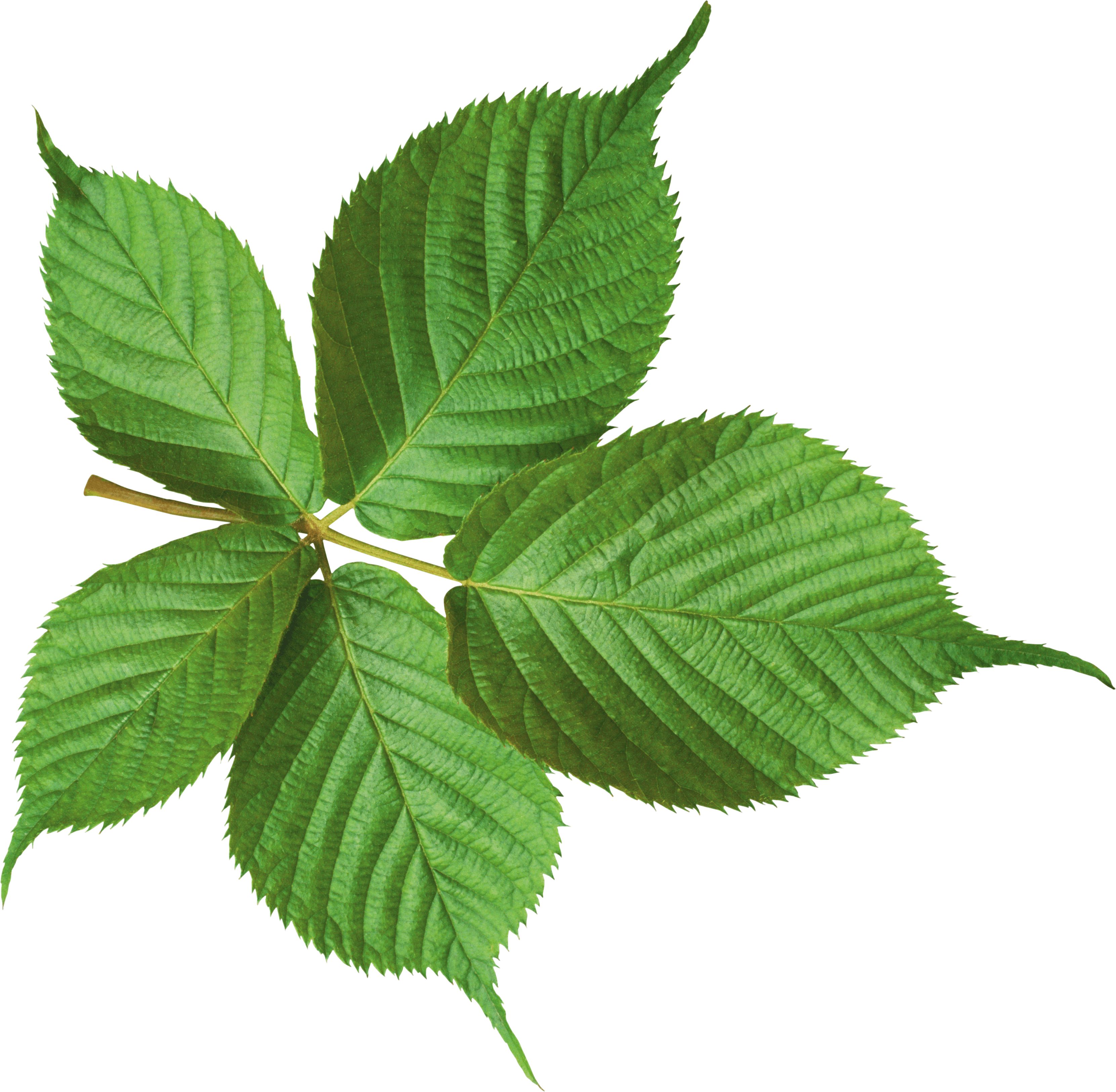 Green Leaf Transparent PNG Image