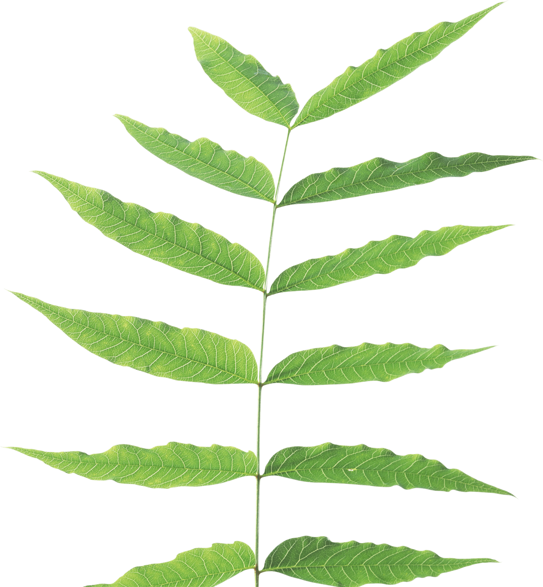 Green Leaf Transparent PNG Image
