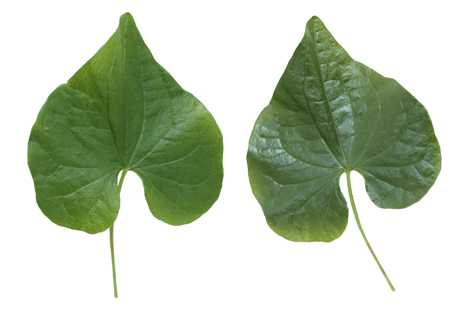 Green Leaf Transparent PNG Image