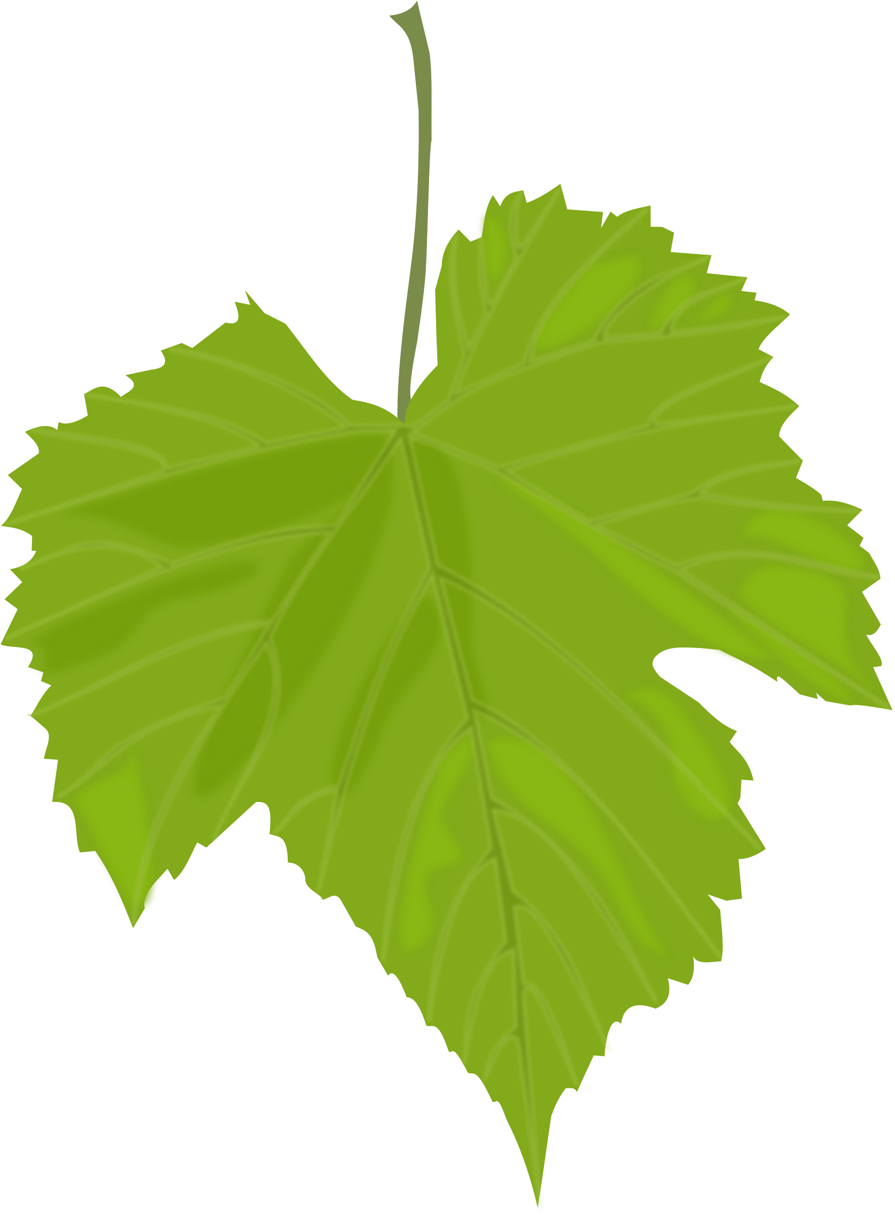 Green Leaf Transparent PNG Image