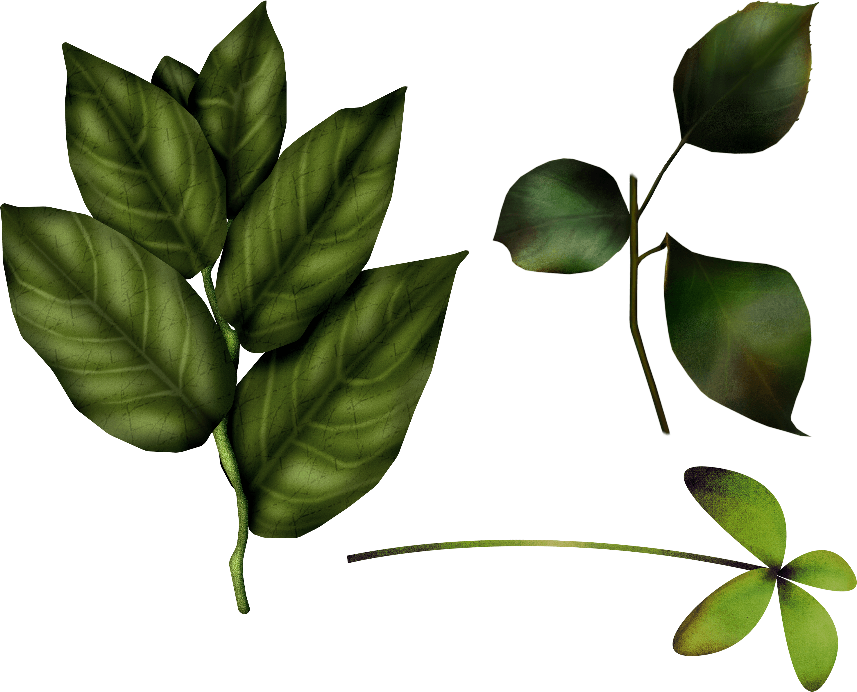 Green Leaf Transparent PNG Image