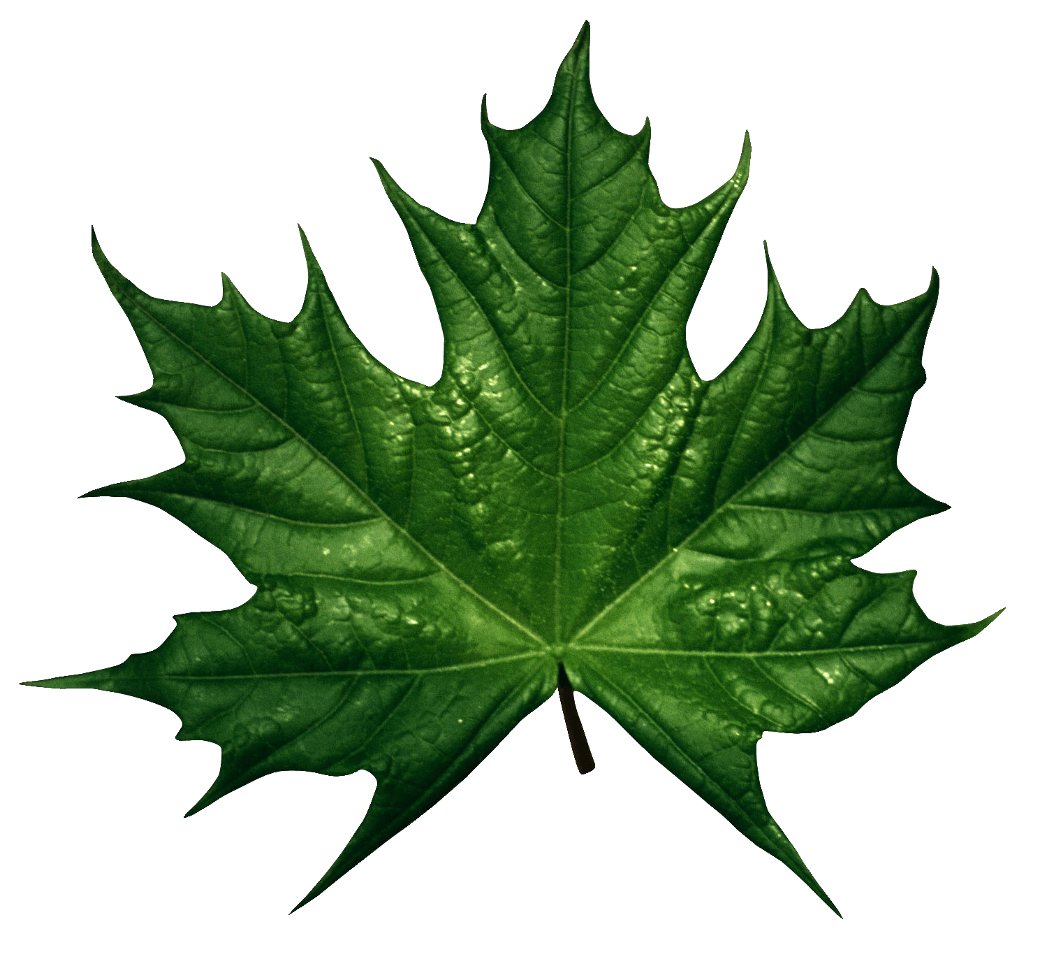 Green Leaf Transparent PNG Image