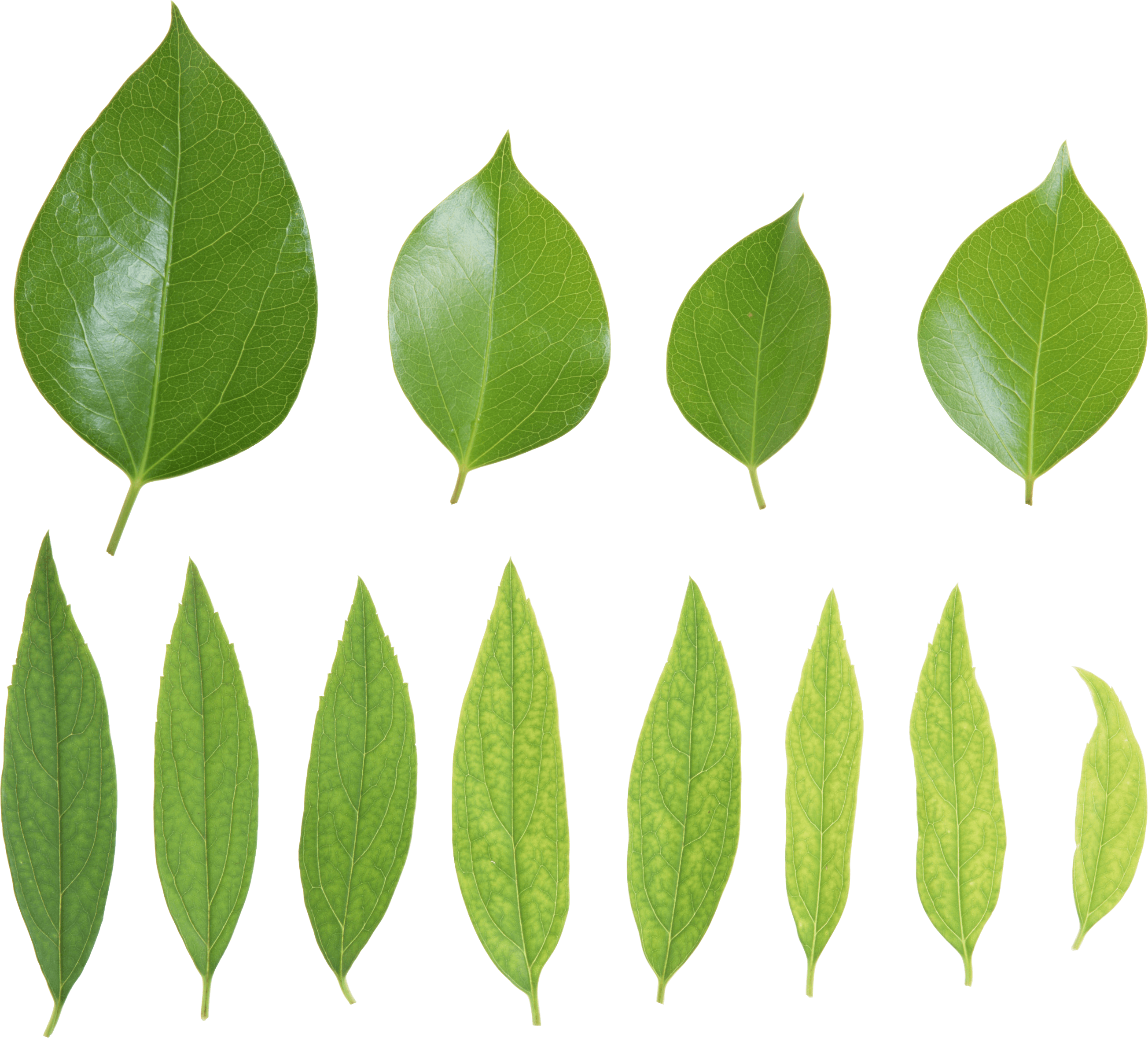 Green Leaves Transparent PNG Image