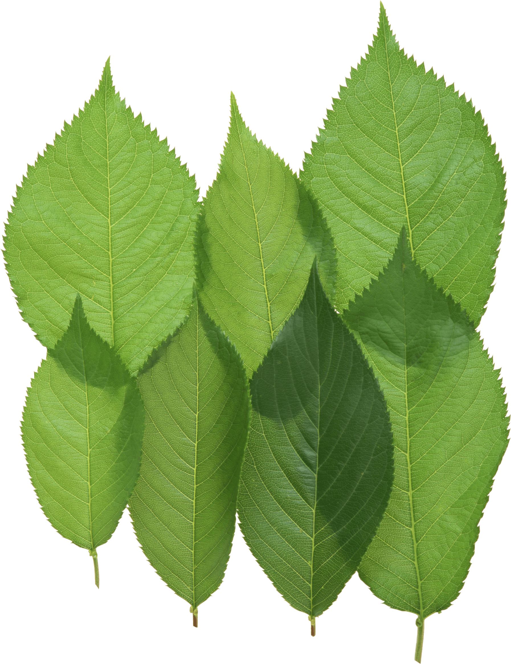 Green Leaf Transparent PNG Image