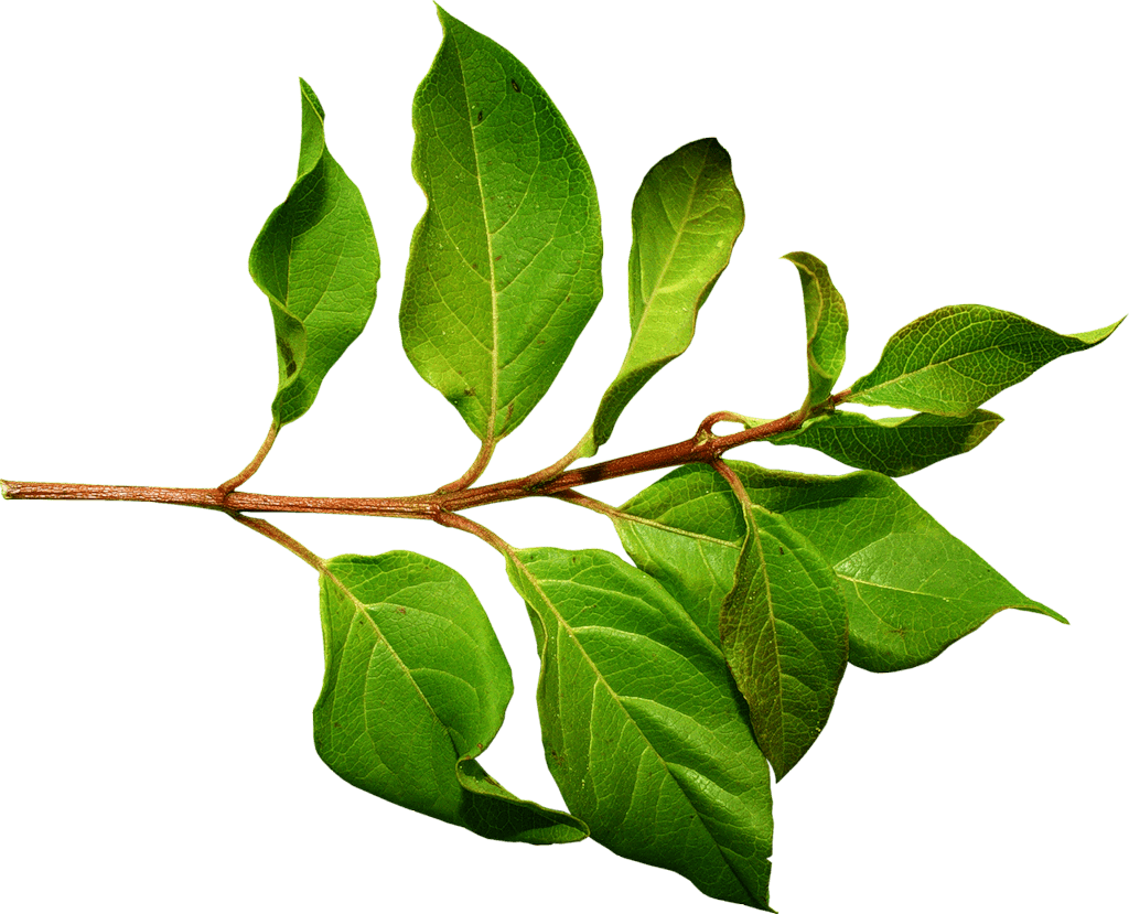 Green Leaf Transparent PNG Image