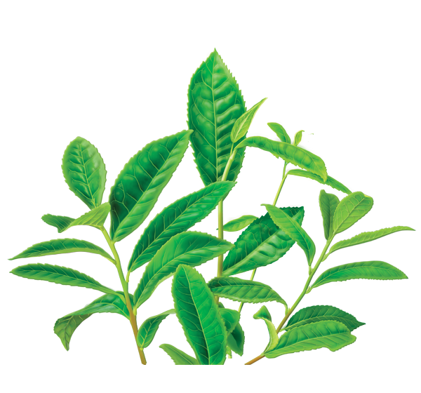 Green Tea Transparent PNG Image