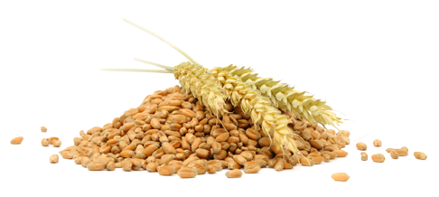 Grain File Transparent PNG Image
