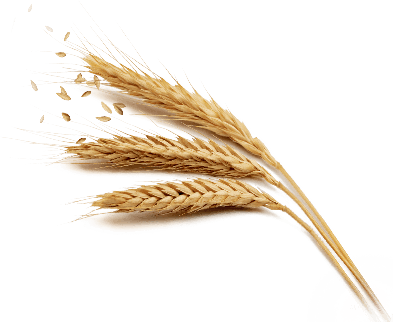 Grain Transparent PNG Image